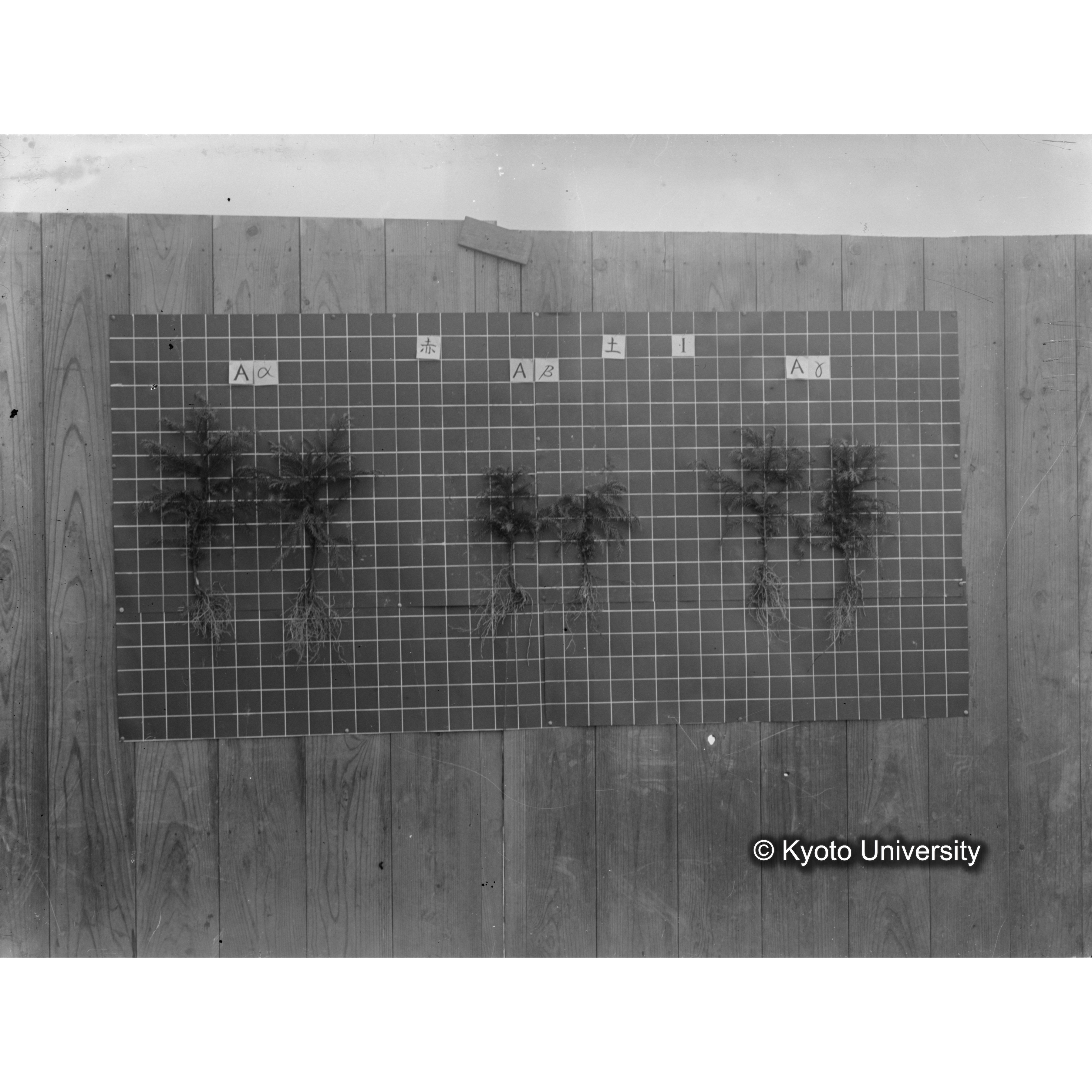 〔発芽と根 6本の比較 赤土1 の Aα Aβ Aγ 〕 (1)