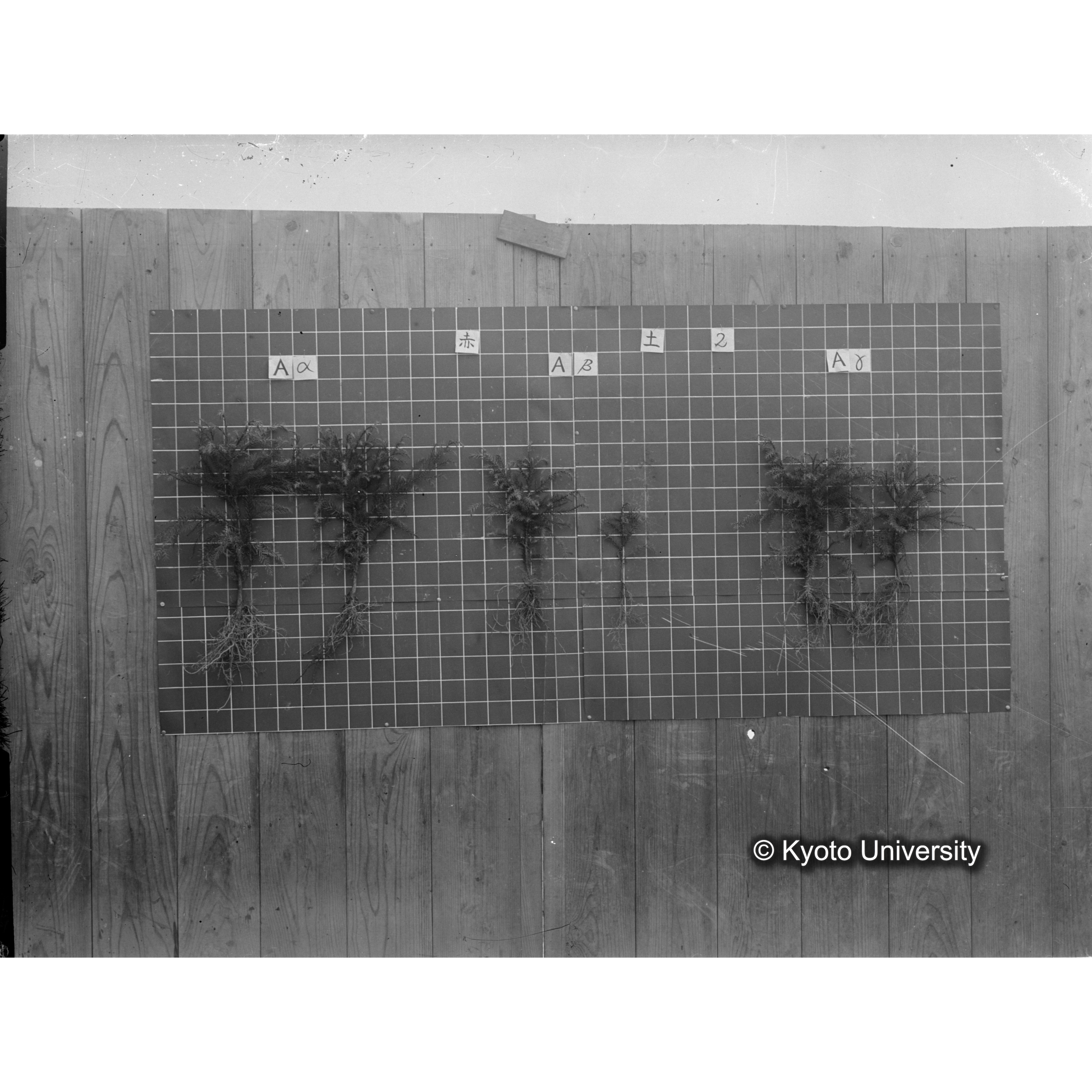 〔発芽と根 6本の比較 赤土2 の Aα Aβ Aγ 〕 (1)