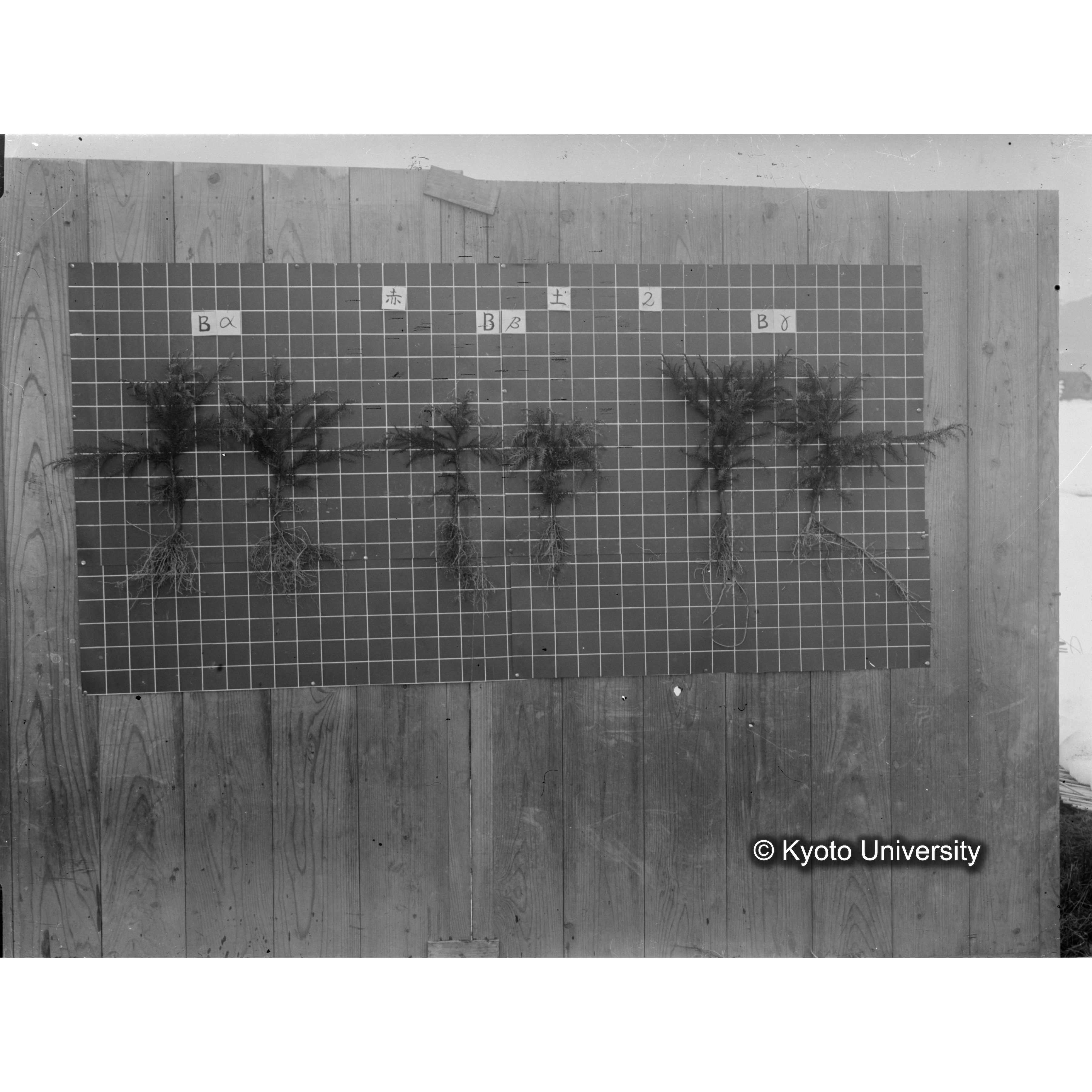 〔発芽と根 6本の比較 赤土2 の Bα Bβ Bγ 〕 (1)