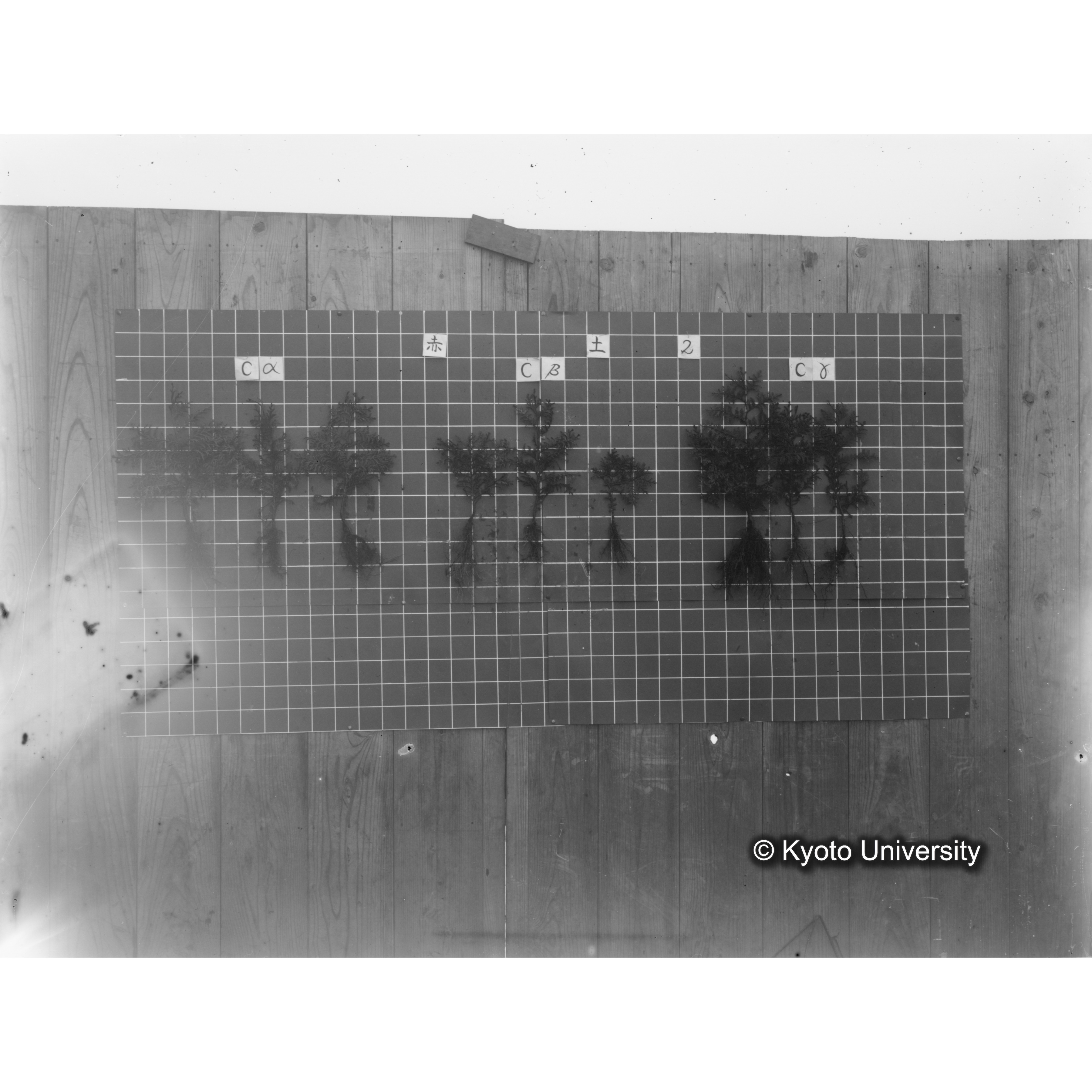 〔発芽と根 9本の比較 赤土2 の Cα Cβ Cγ 〕 (1)