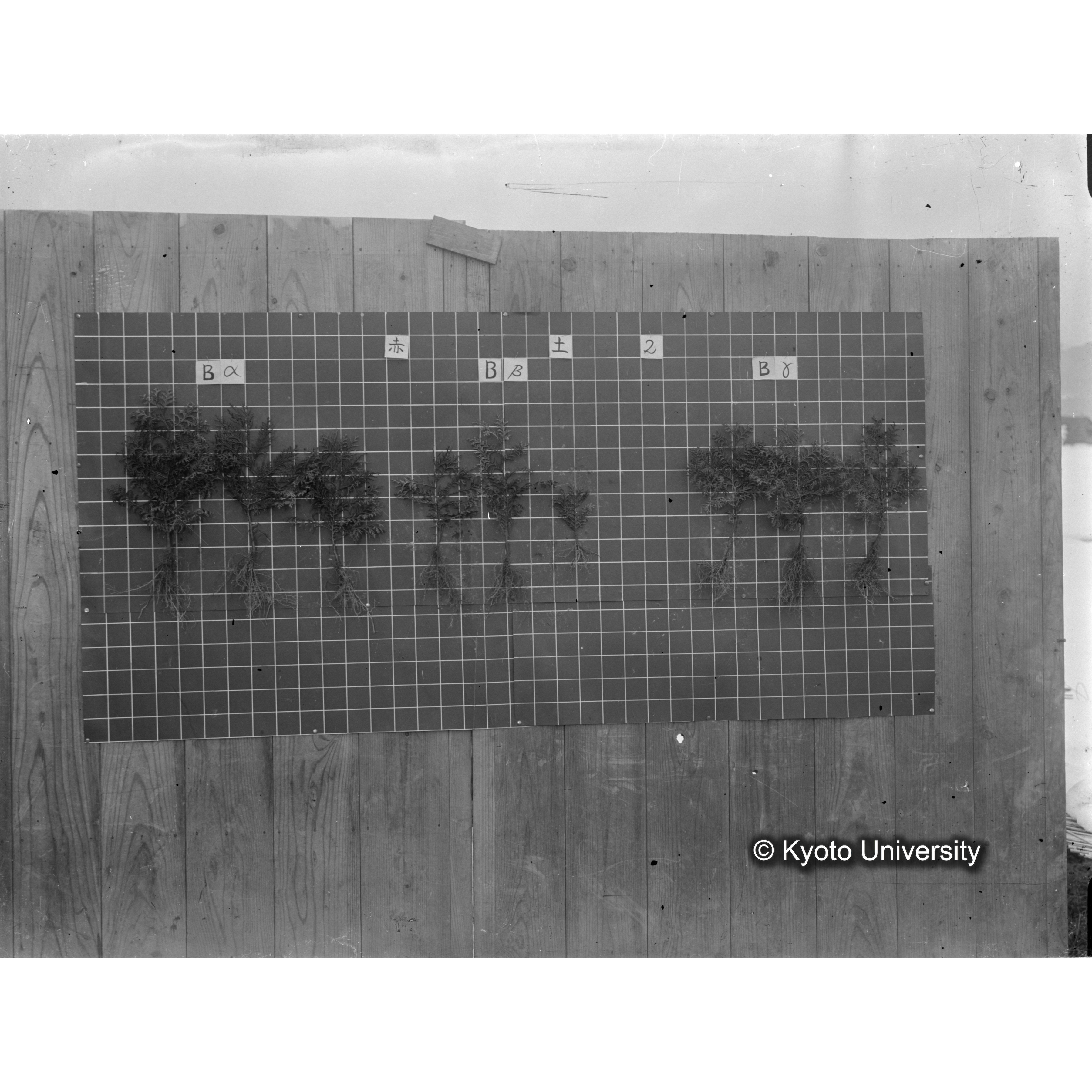 〔発芽と根 9本の比較 赤土2 の Bα Bβ Bγ 〕 (1)