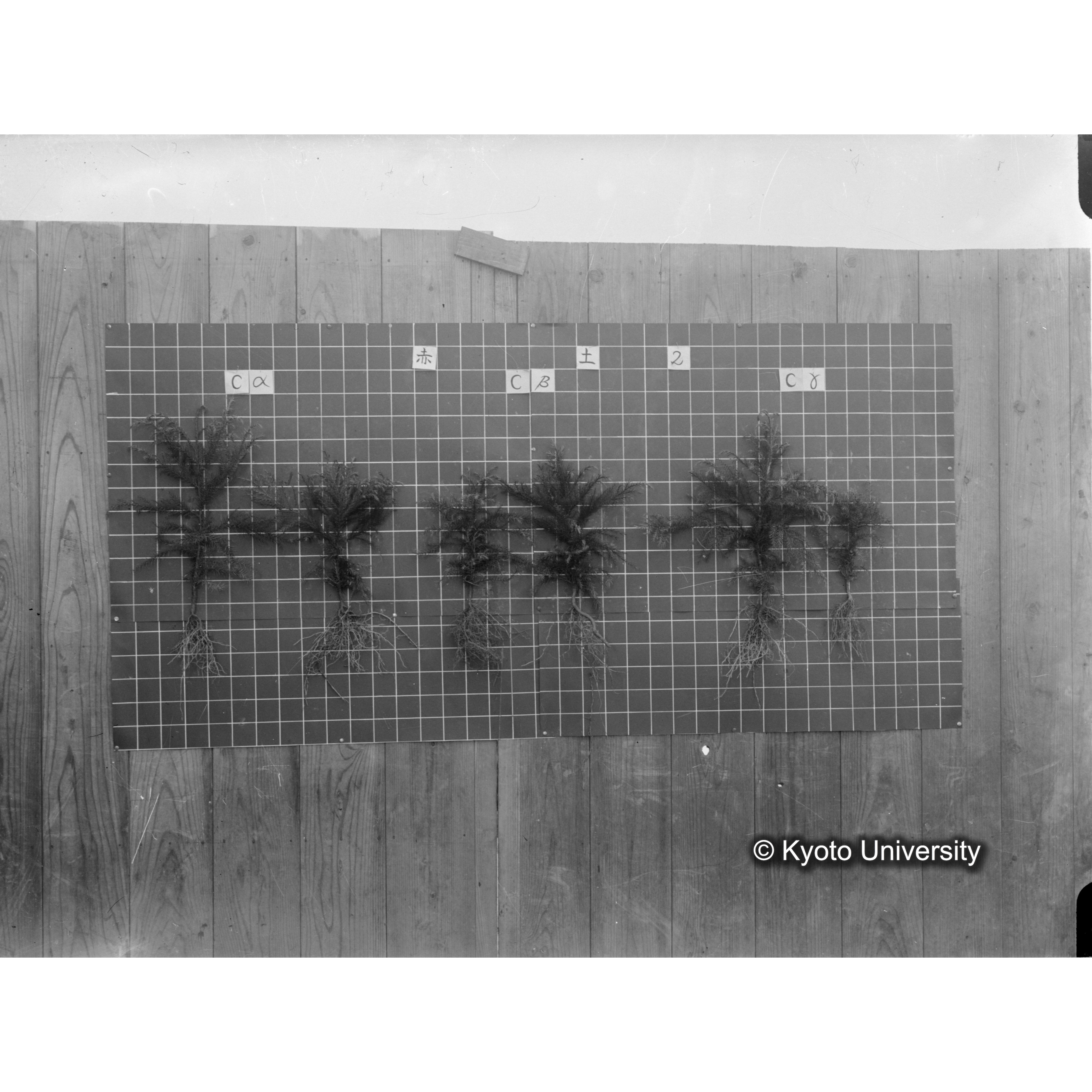 〔発芽と根 6本の比較 赤土2 の Cα Cβ Cγ 〕 (1)
