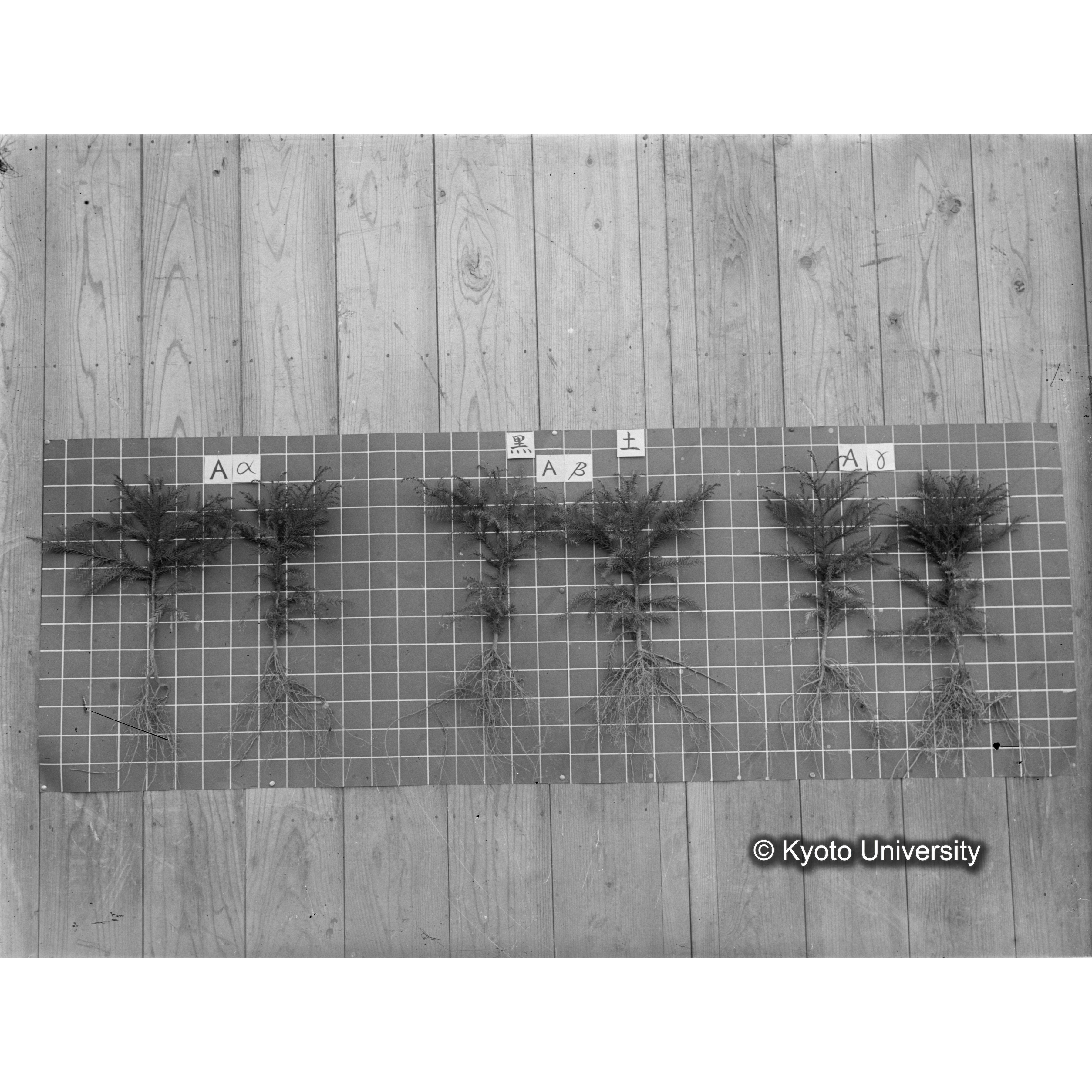 〔発芽と根 6本の比較 黒土 の Aα Aβ Aγ 〕 (1)