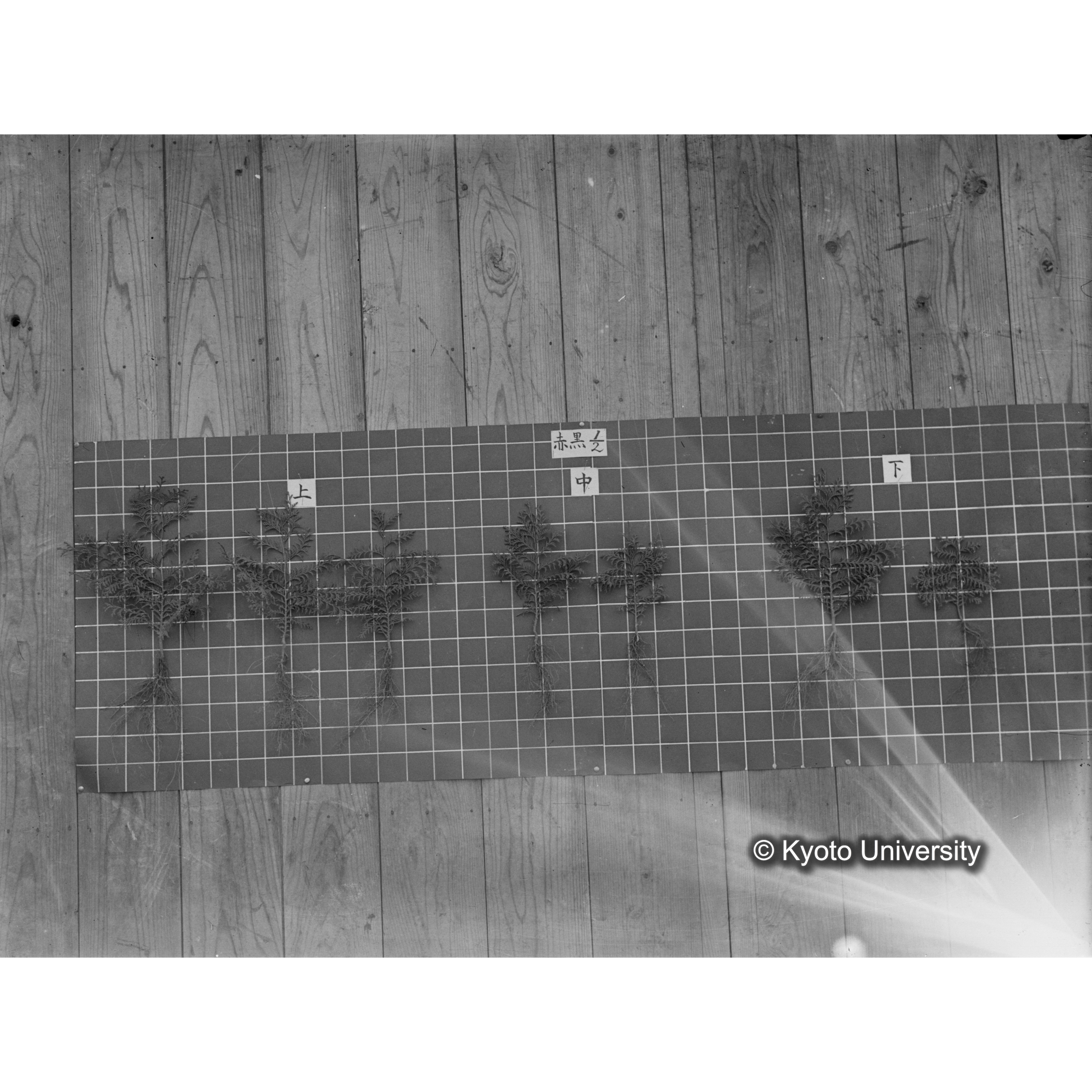 〔発芽と根 8本の比較 赤黒1/2 の上 中 下 〕 (1)