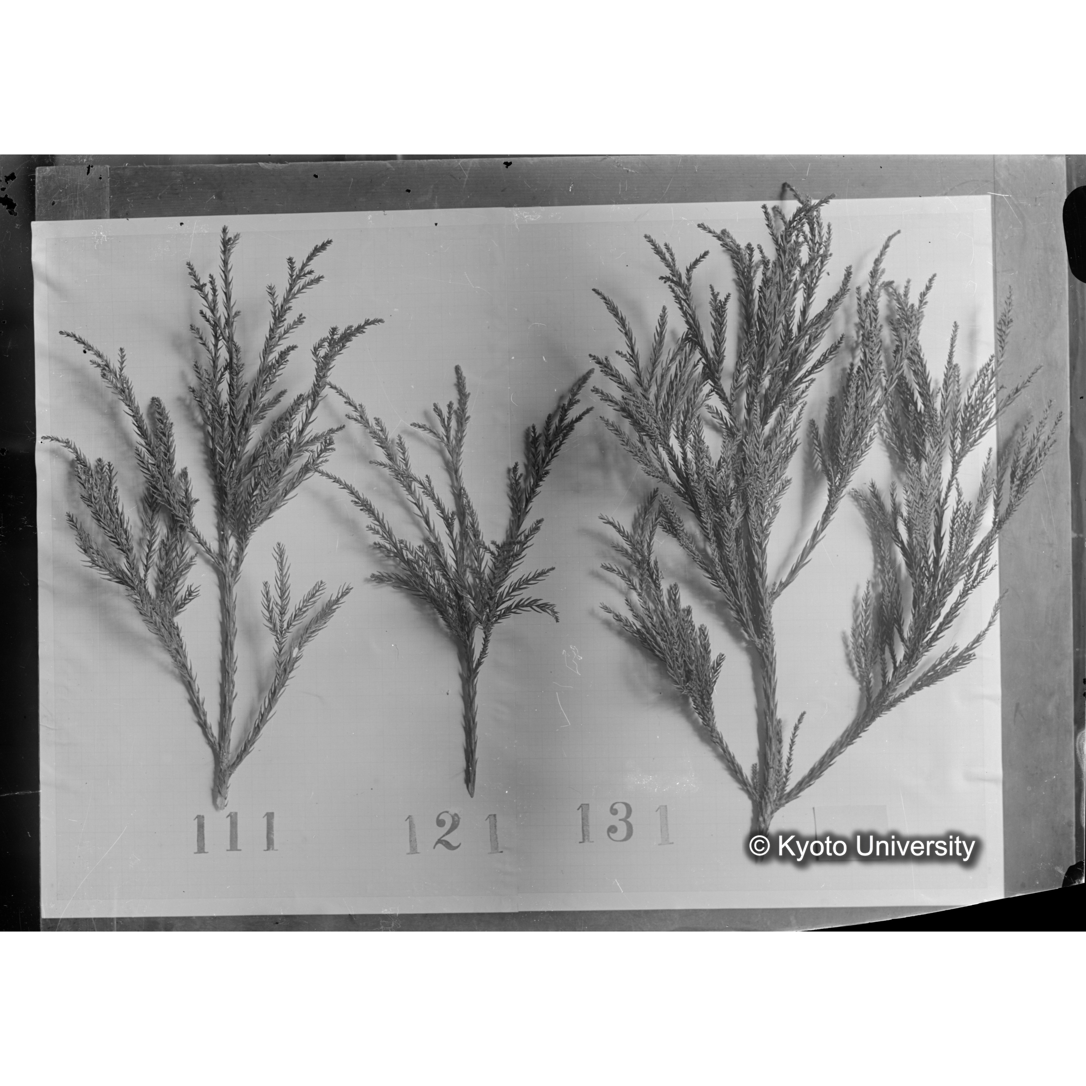 〔スギの葉3本の比較 111 121 131 〕 (1)