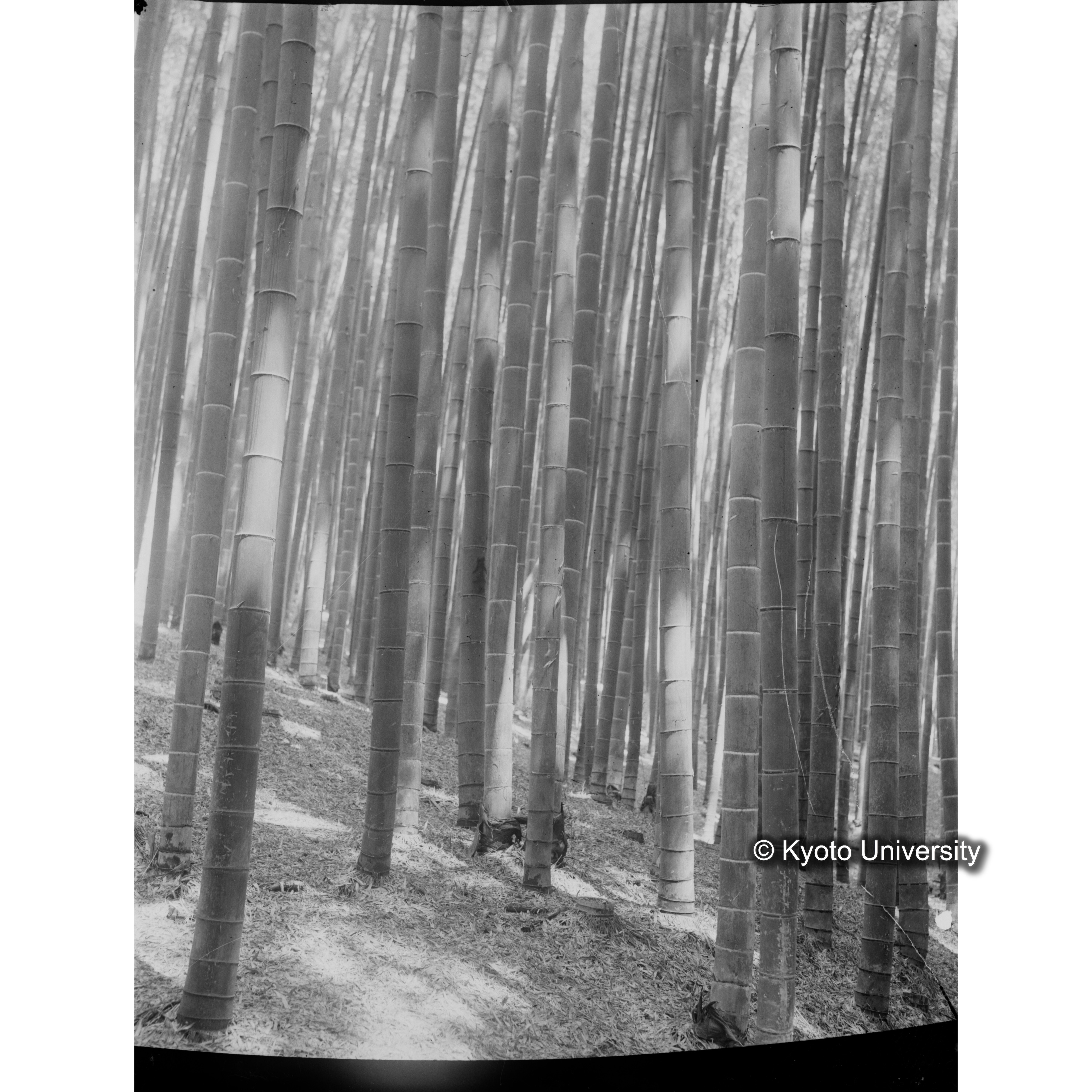 〔竹林〕 (1)