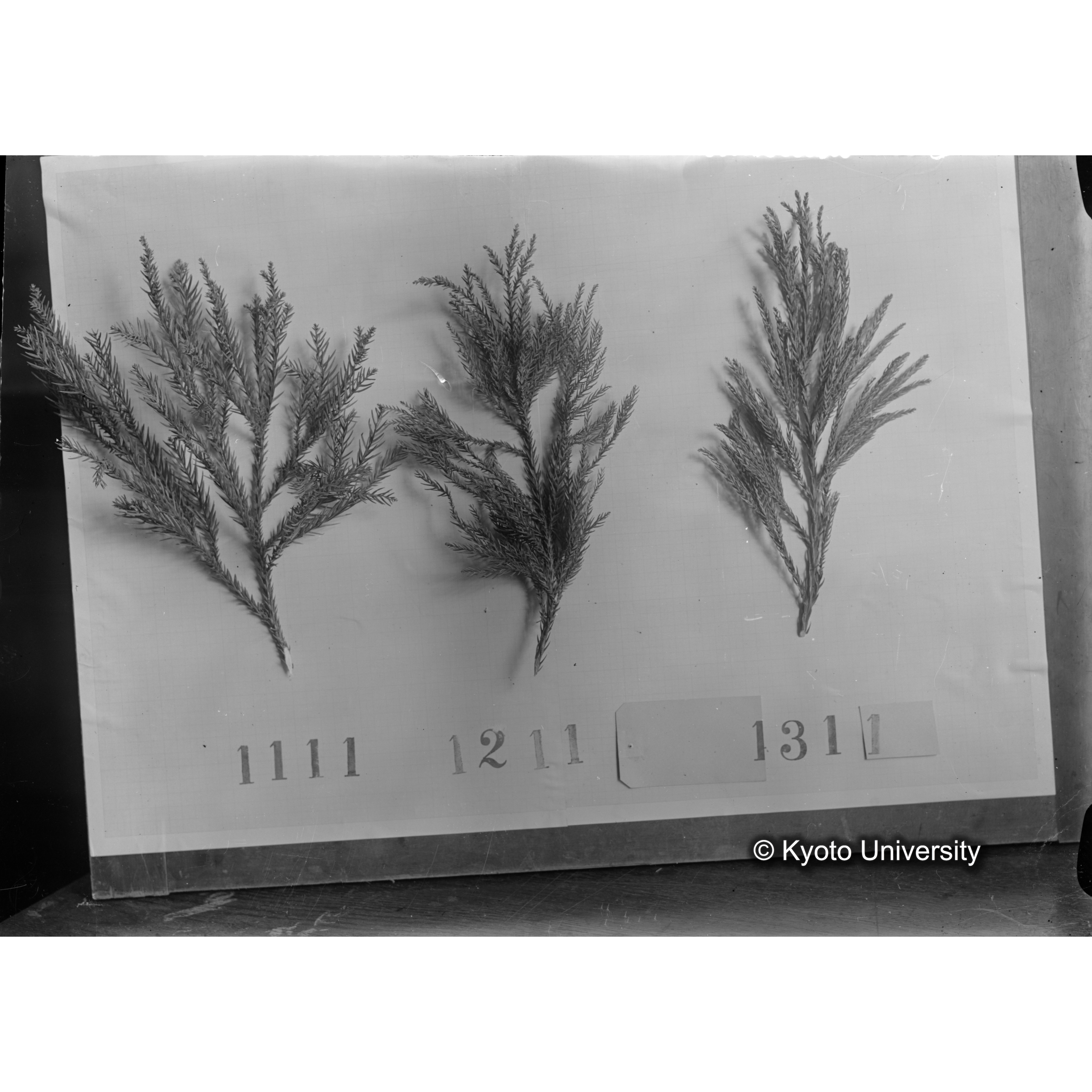 〔スギの葉3本の比較 1111 1211 1311 〕 (1)