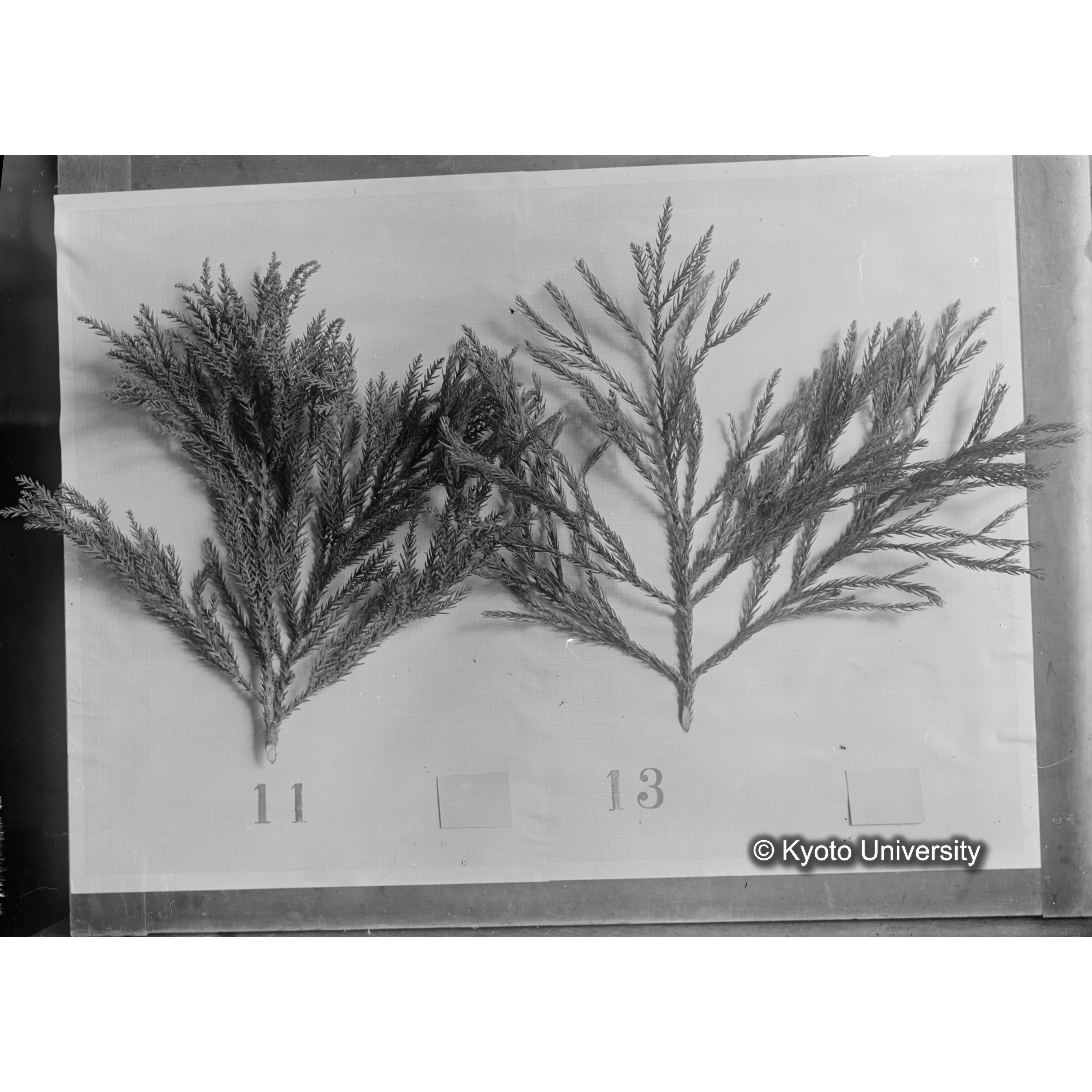 〔スギの葉2本の比較 11 13 〕 (1)