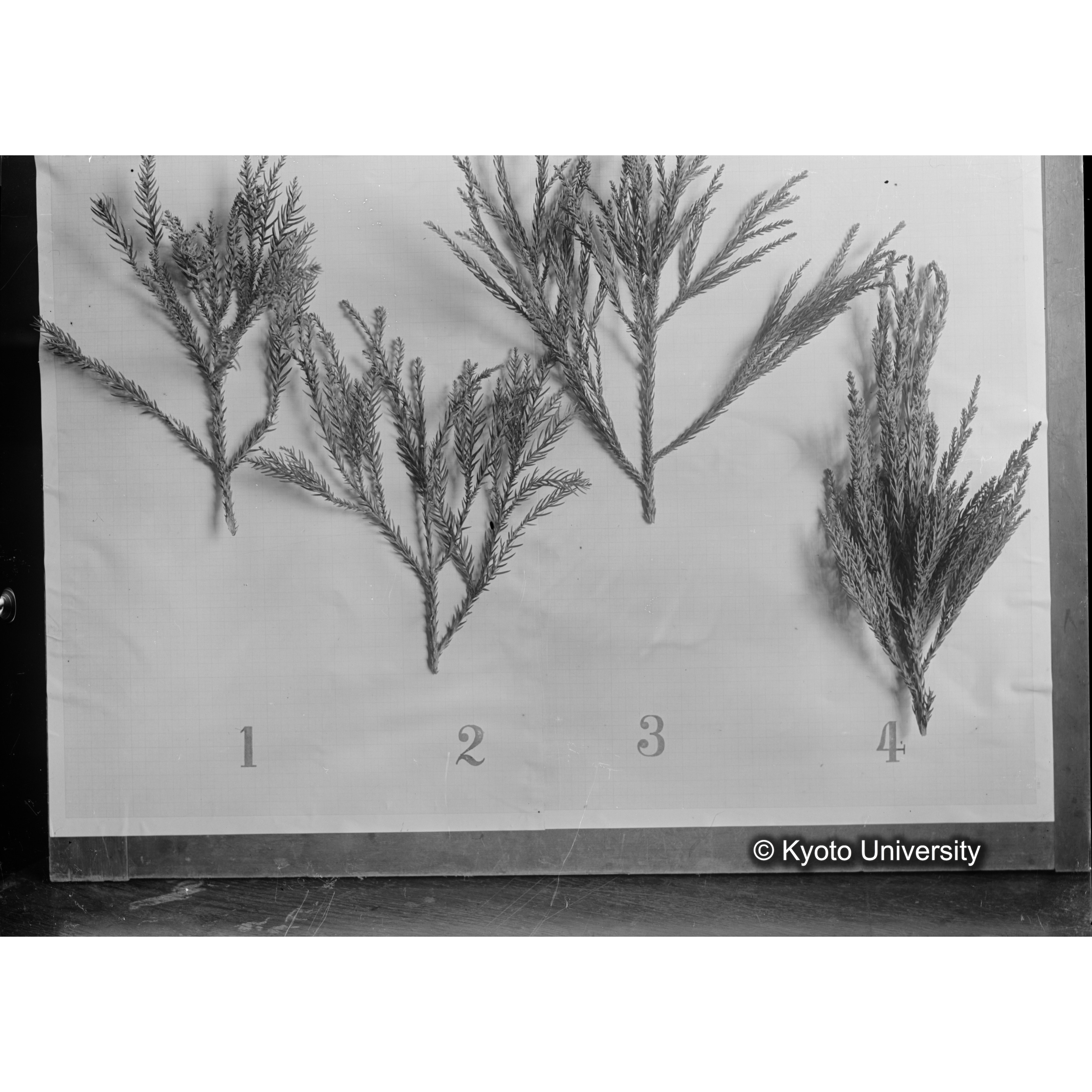 〔スギの葉4本の比較 1 2 3 4 〕 (1)