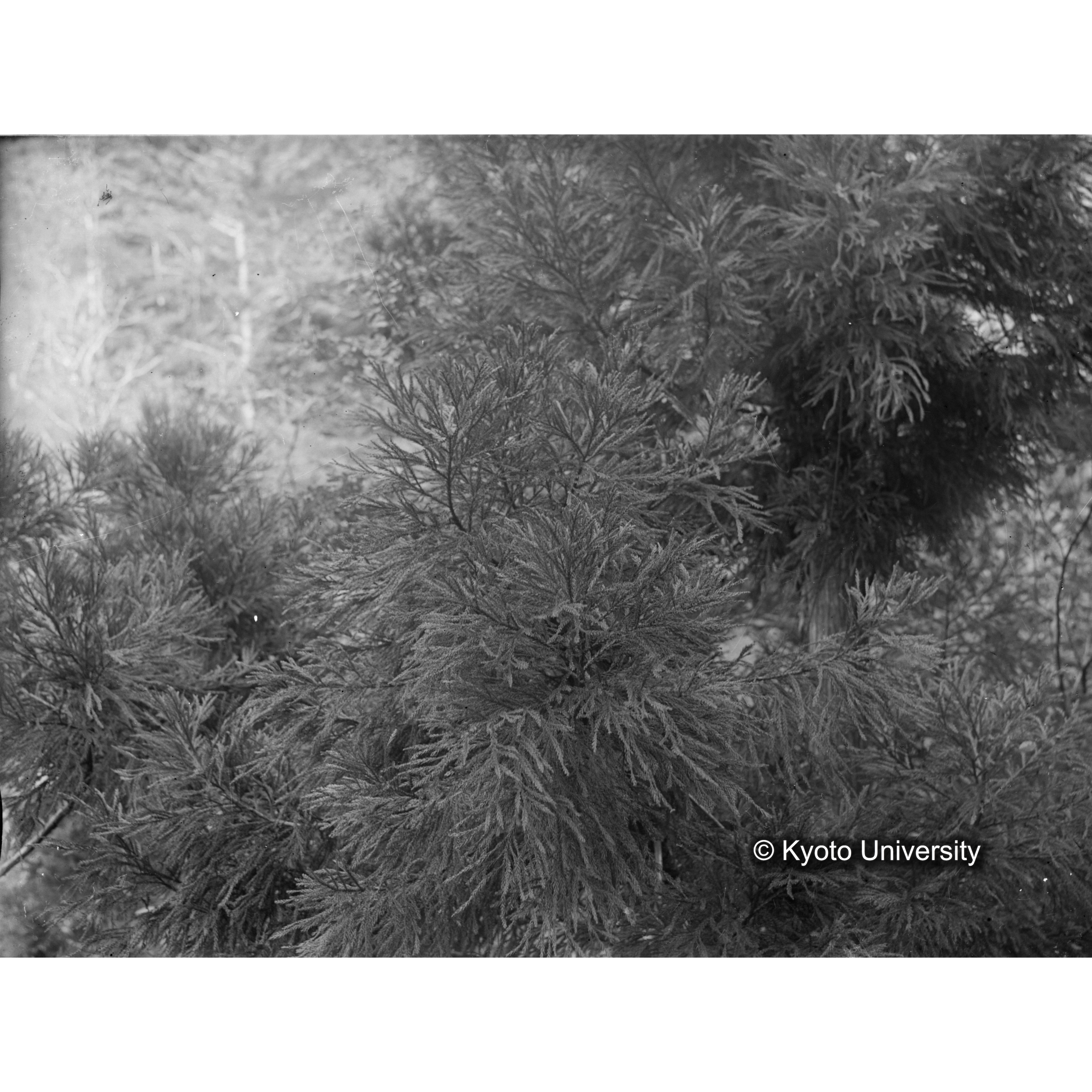 〔スギの葉〕 (1)