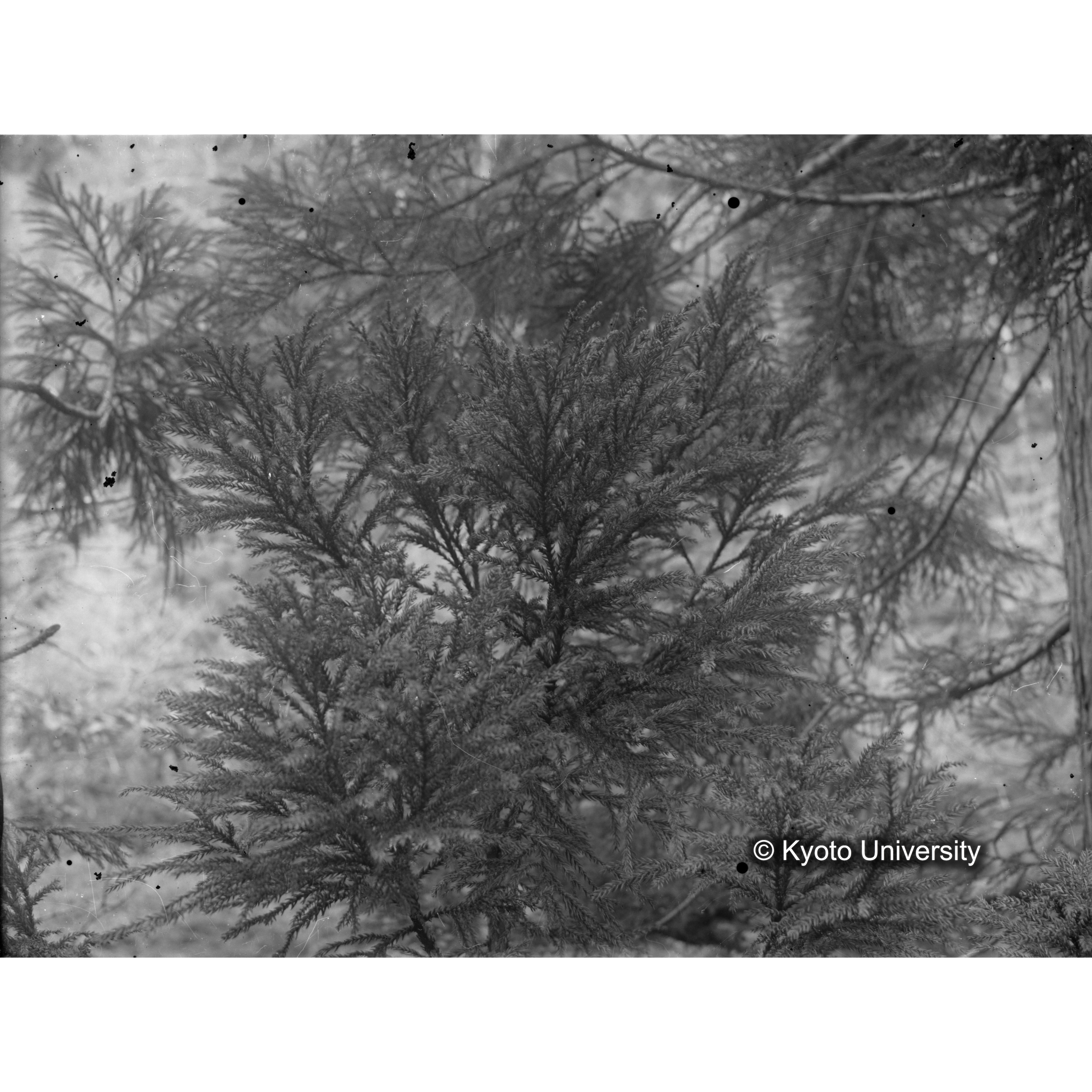 〔スギの葉〕 (1)