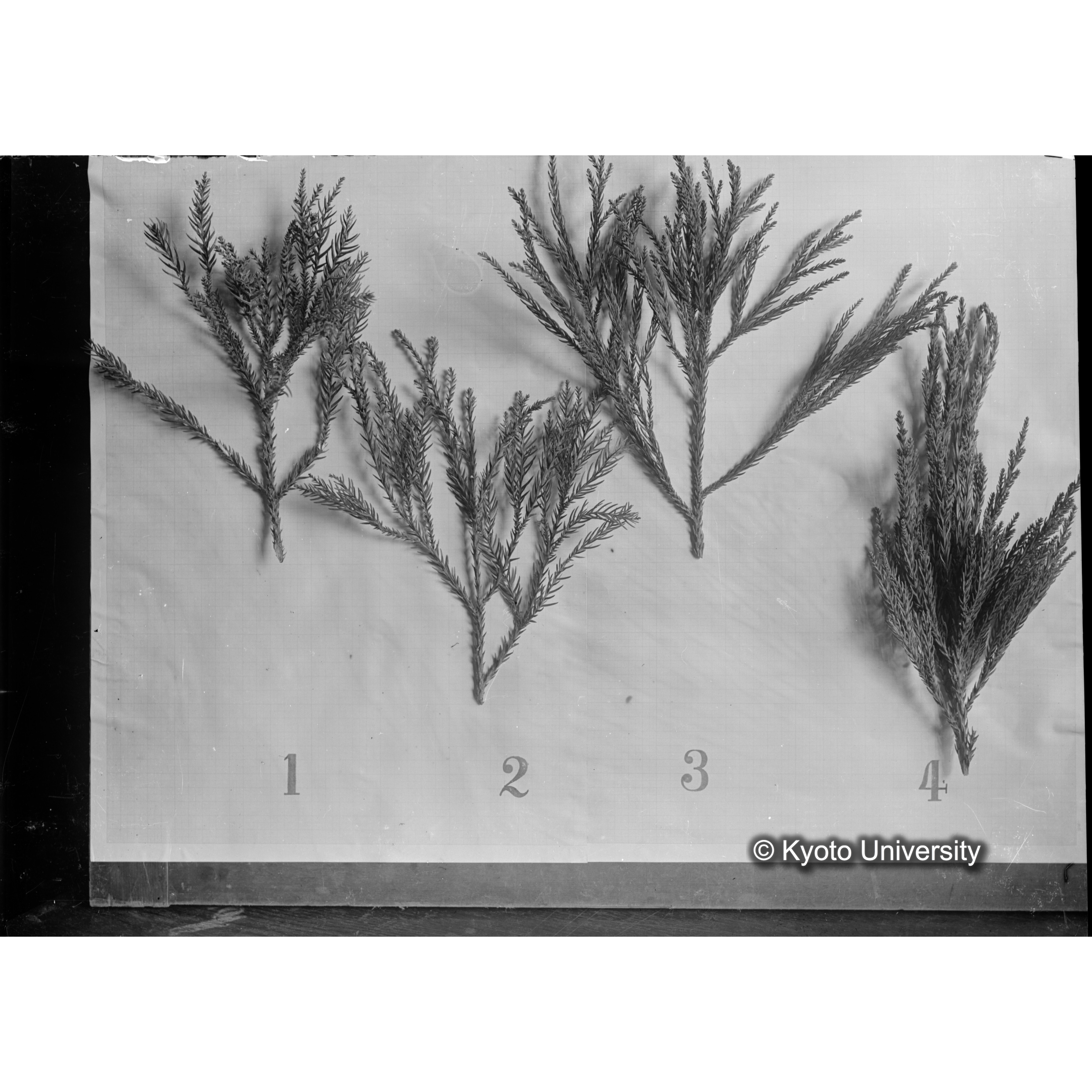 〔スギの葉4本の比較 1 2 3 4 PS606と被写体は同じ〕 (1)