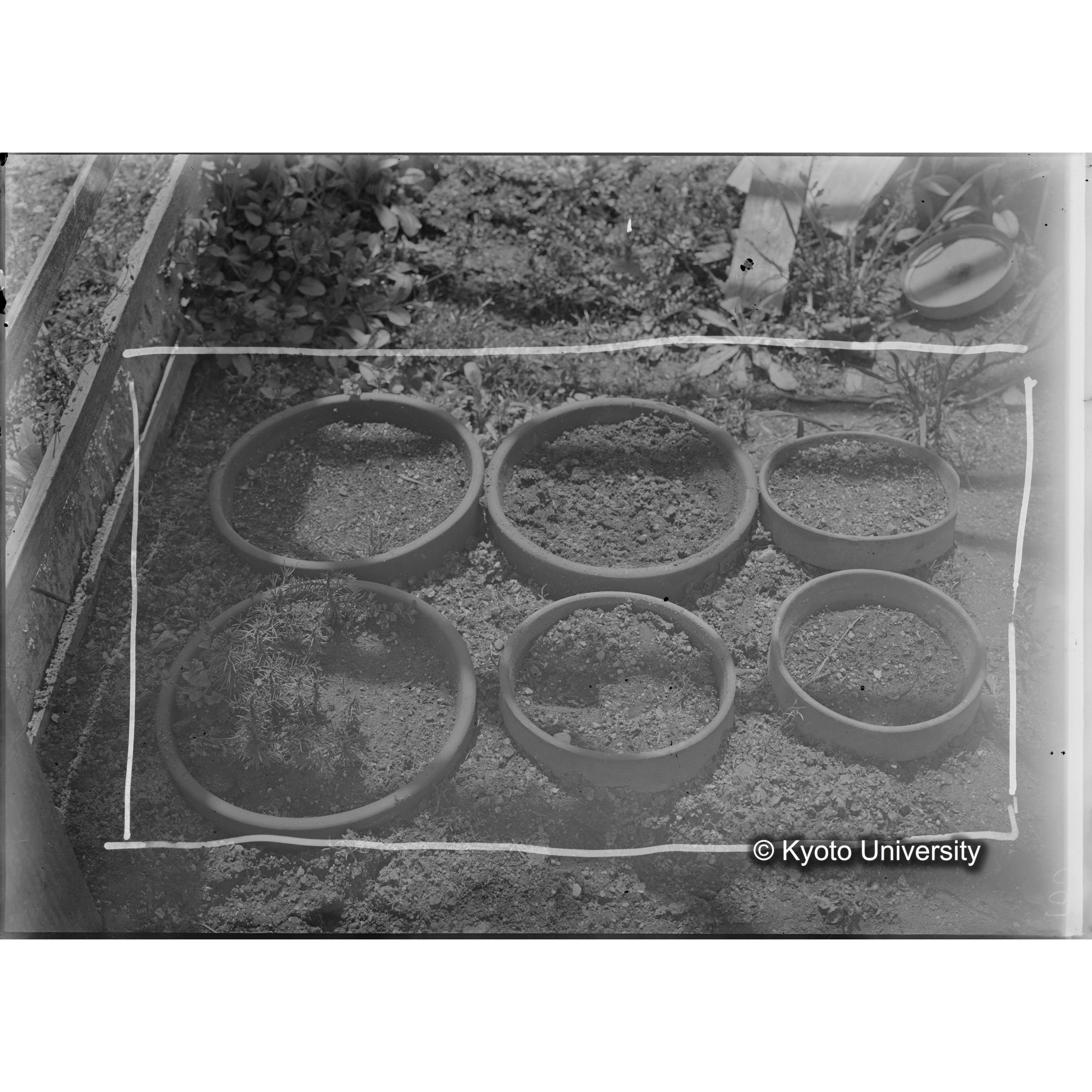 〔ポット6個〕 (1)