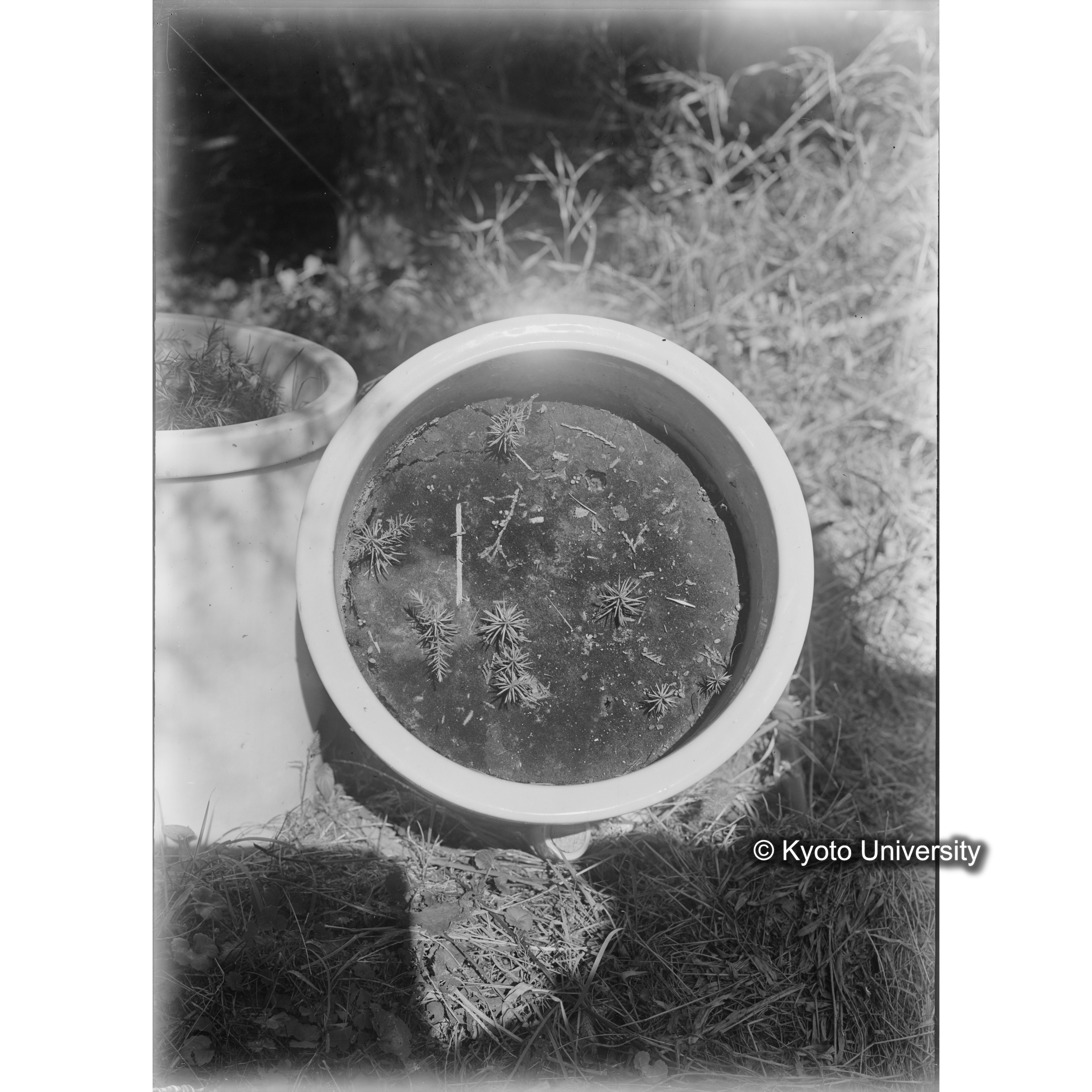 〔ポットの中の稚樹〕 (1)