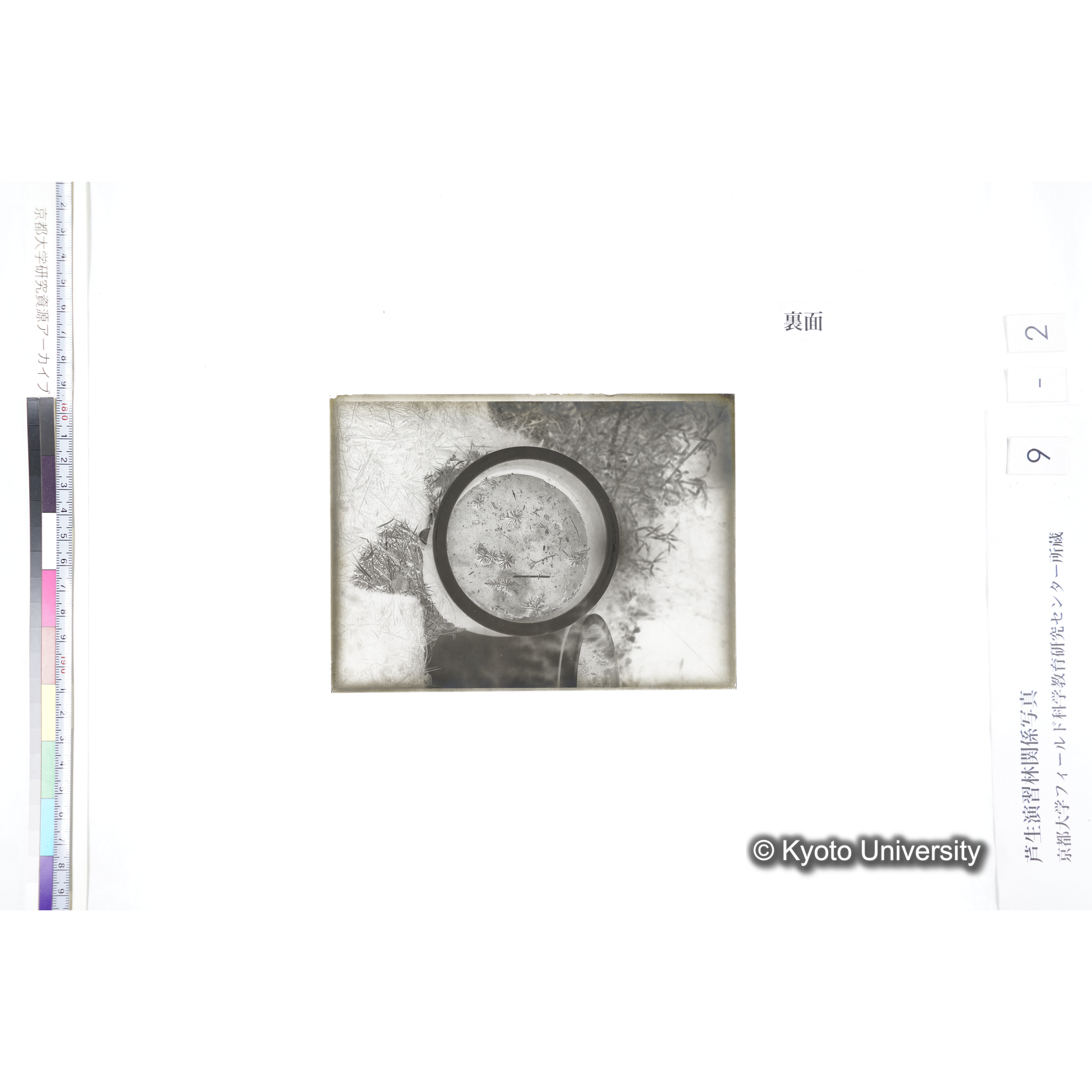 〔ポットの中の稚樹〕 (2)