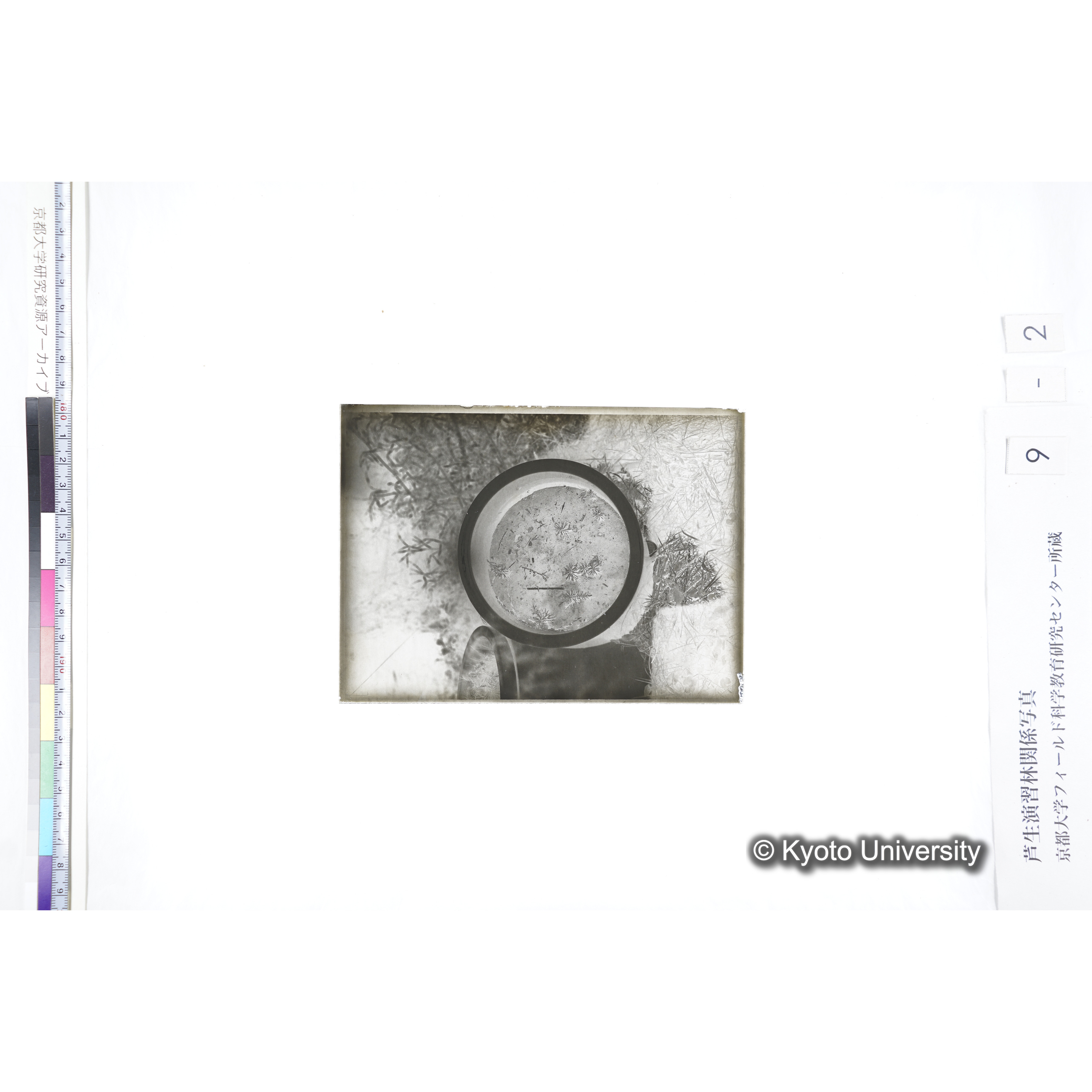 〔ポットの中の稚樹〕 (3)