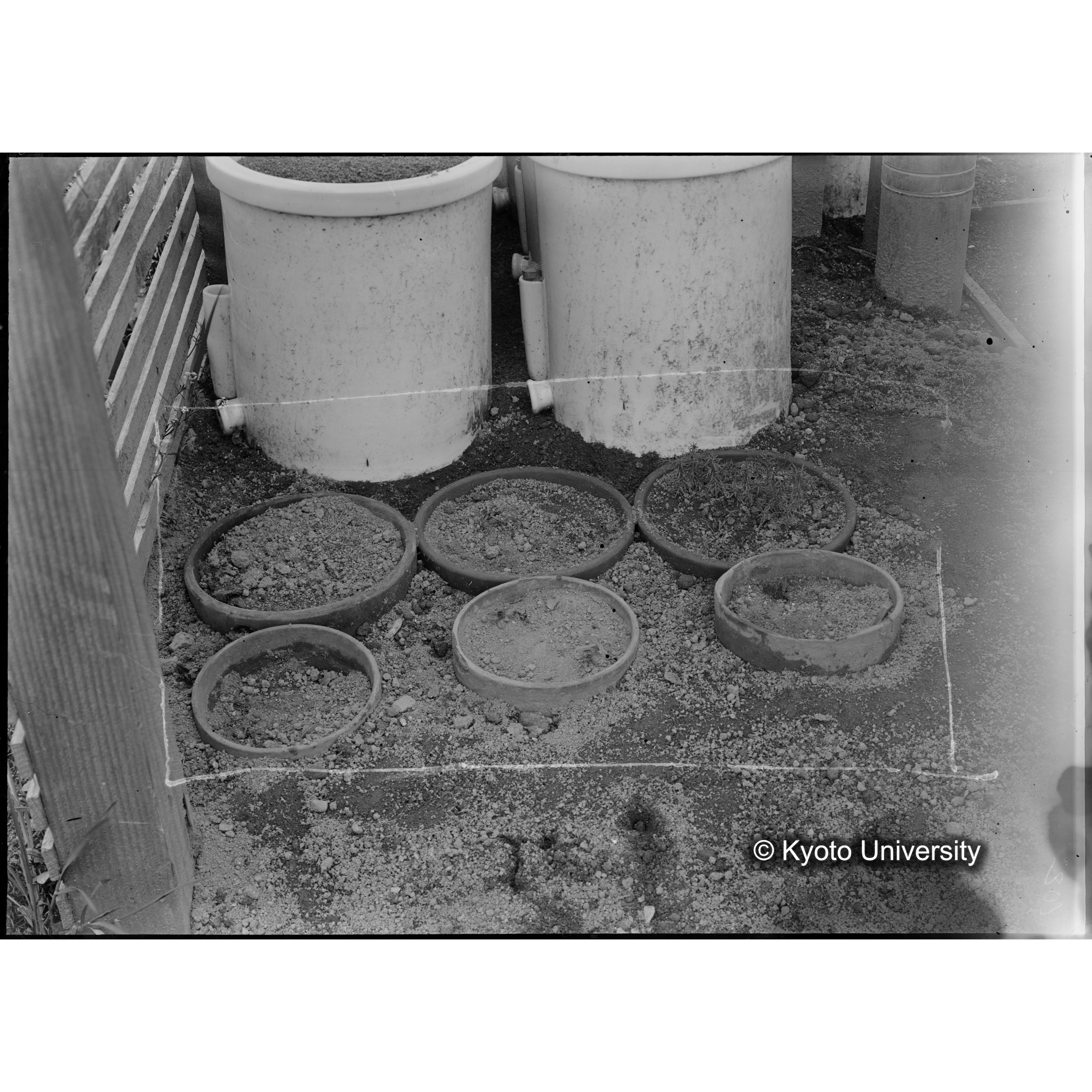 昭和三年度 庇陰格子 三号 290220 〔ポット6個〕 (1)