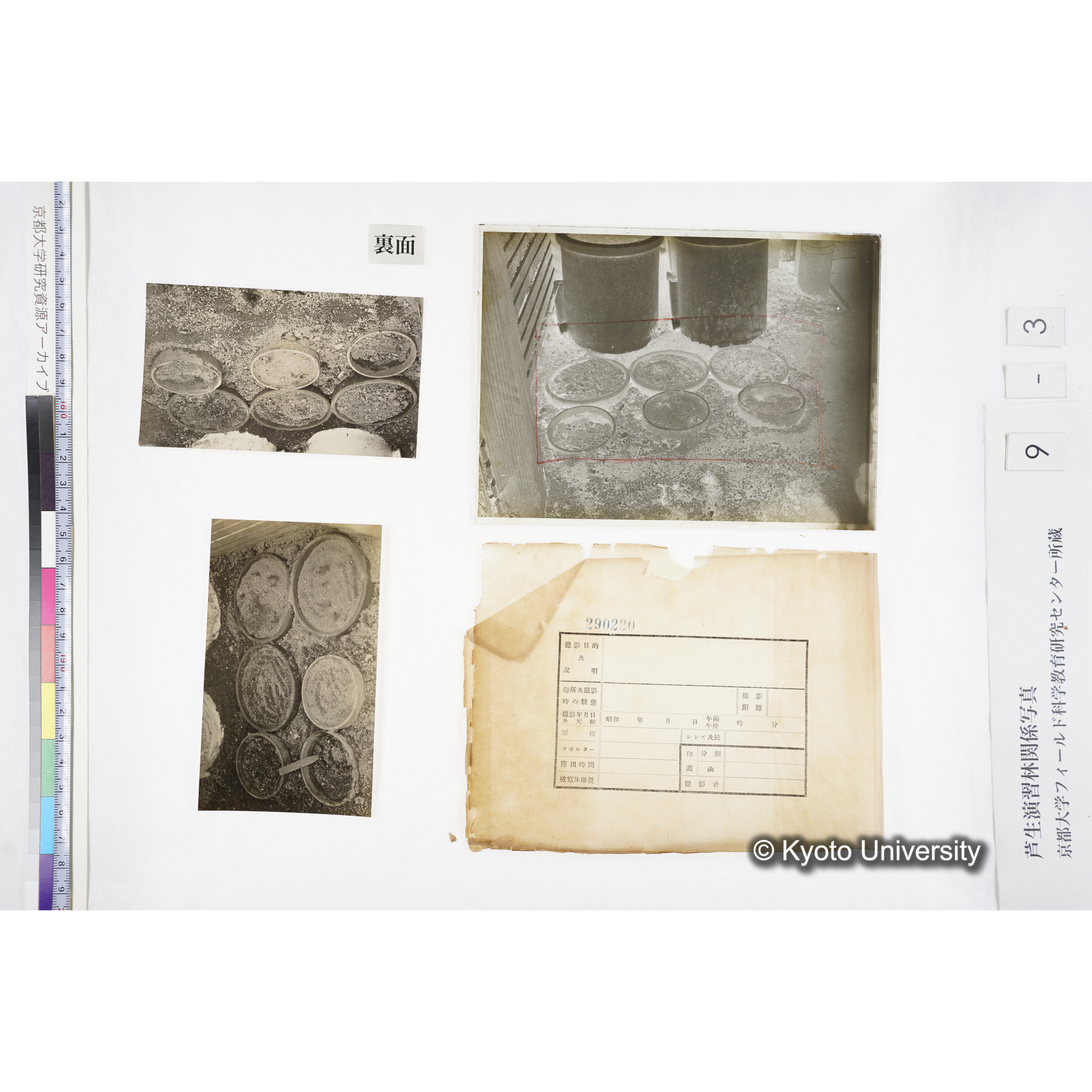 昭和三年度 庇陰格子 三号 290220 〔ポット6個〕 (2)