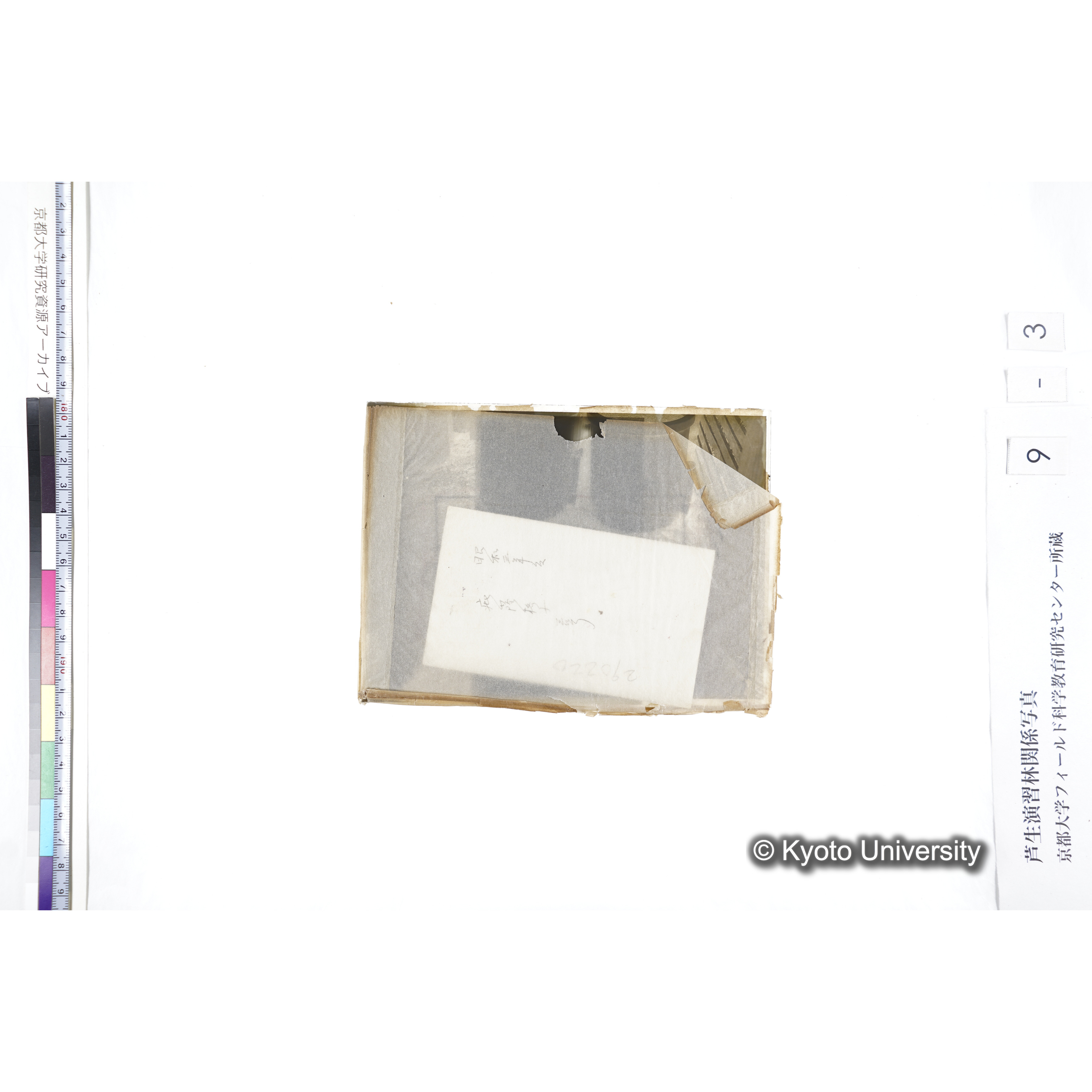 昭和三年度 庇陰格子 三号 290220 〔ポット6個〕 (3)