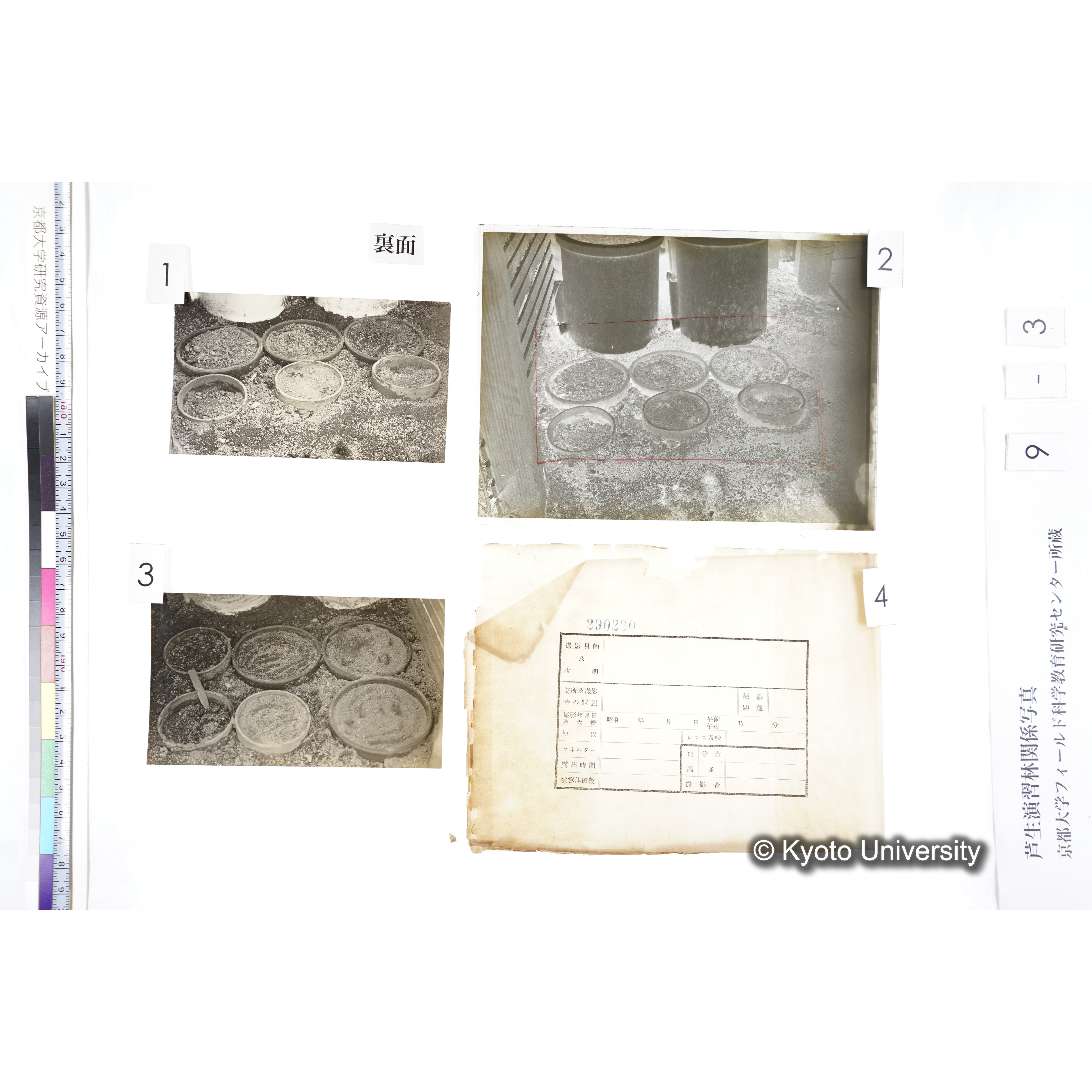 昭和三年度 庇陰格子 三号 290220 〔ポット6個〕 (4)