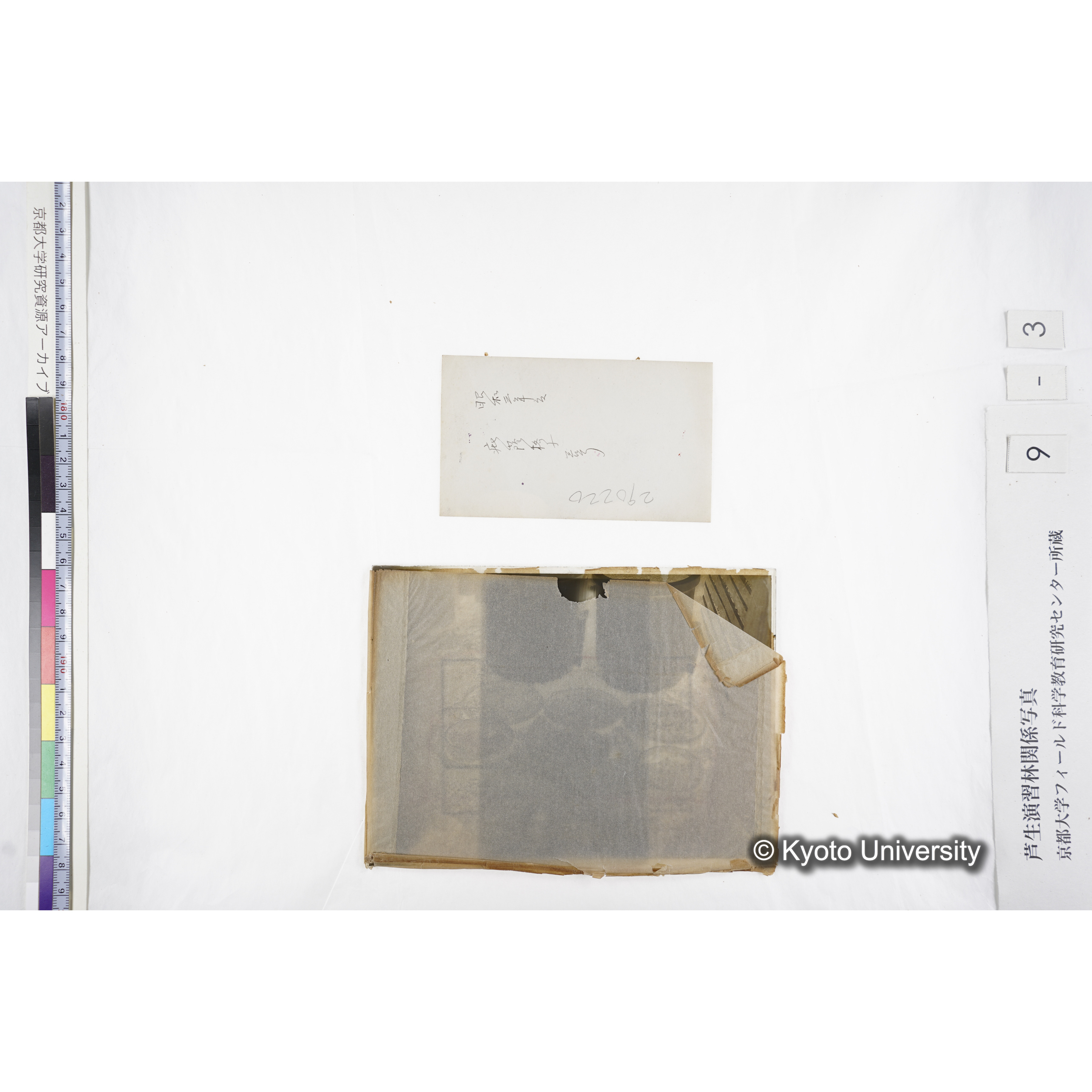 昭和三年度 庇陰格子 三号 290220 〔ポット6個〕 (5)