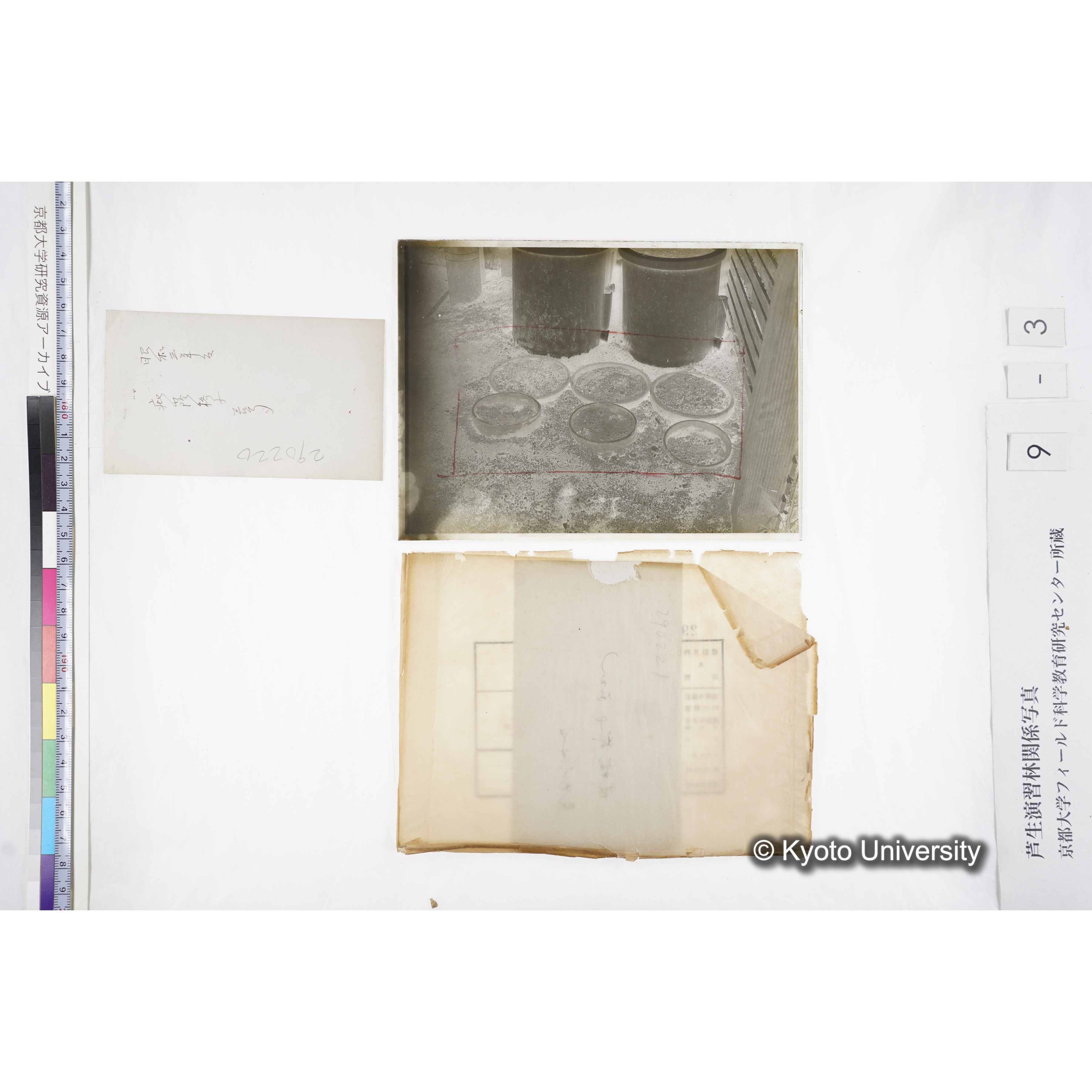 昭和三年度 庇陰格子 三号 290220 〔ポット6個〕 (6)