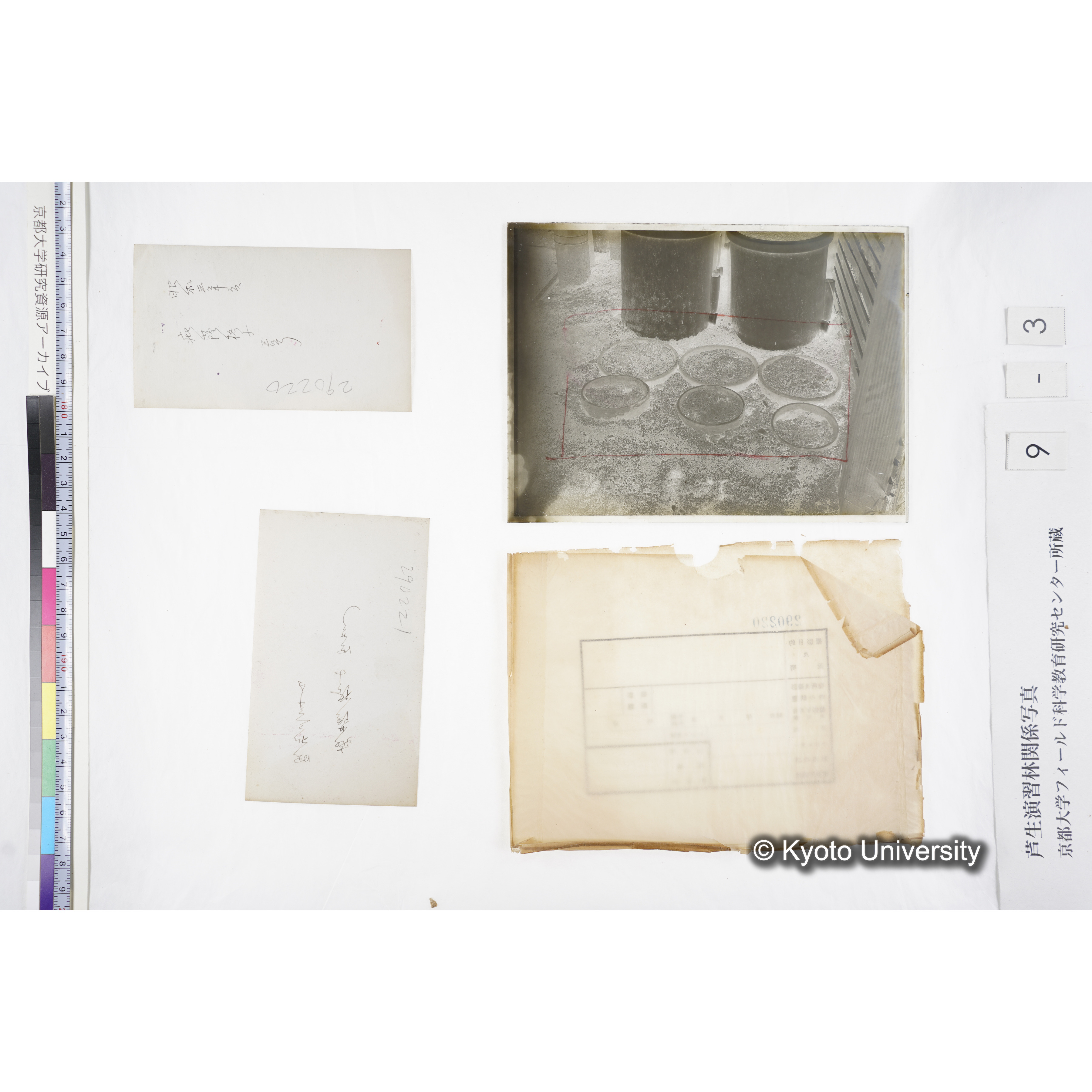 昭和三年度 庇陰格子 三号 290220 〔ポット6個〕 (7)