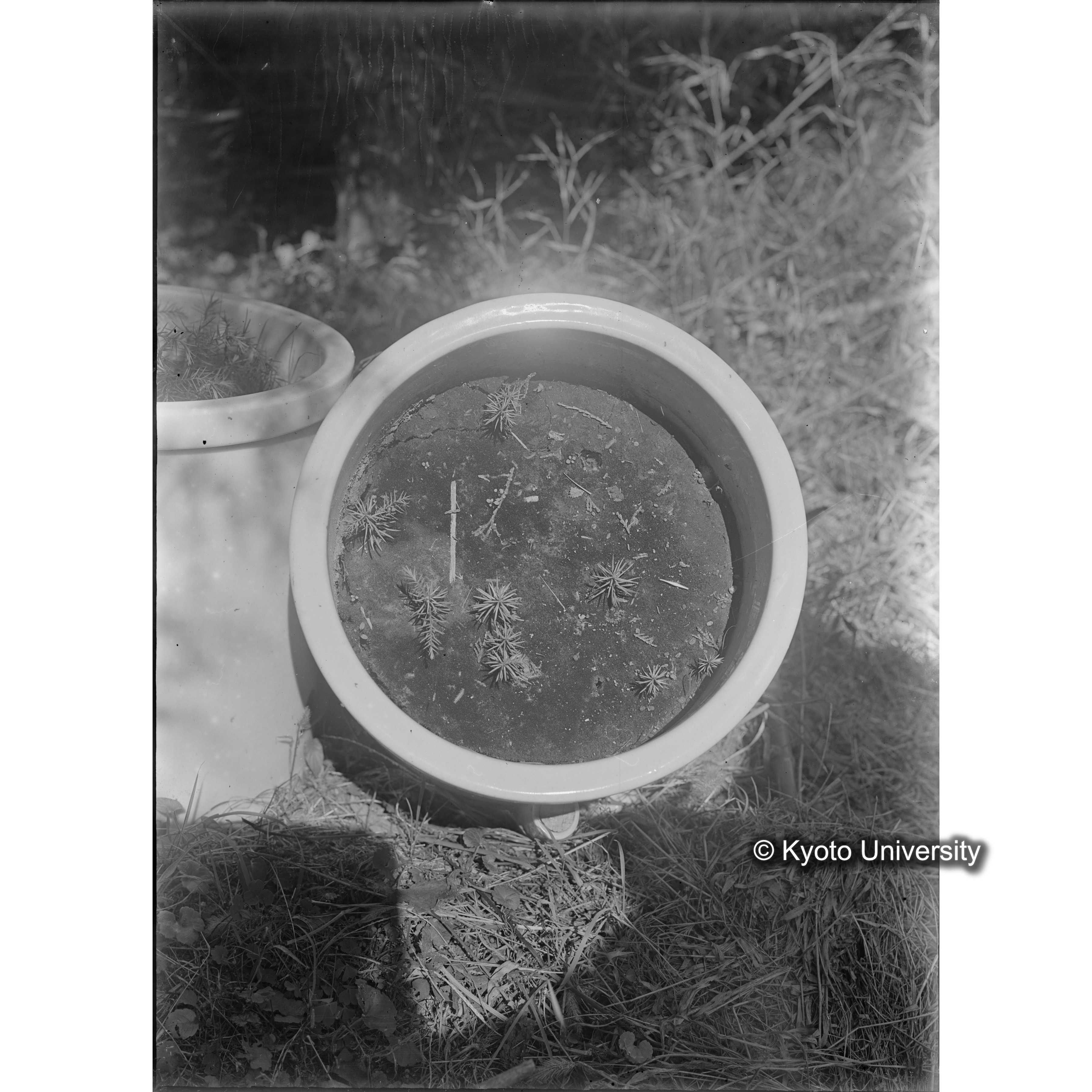 〔ポットの中の稚樹〕 (1)