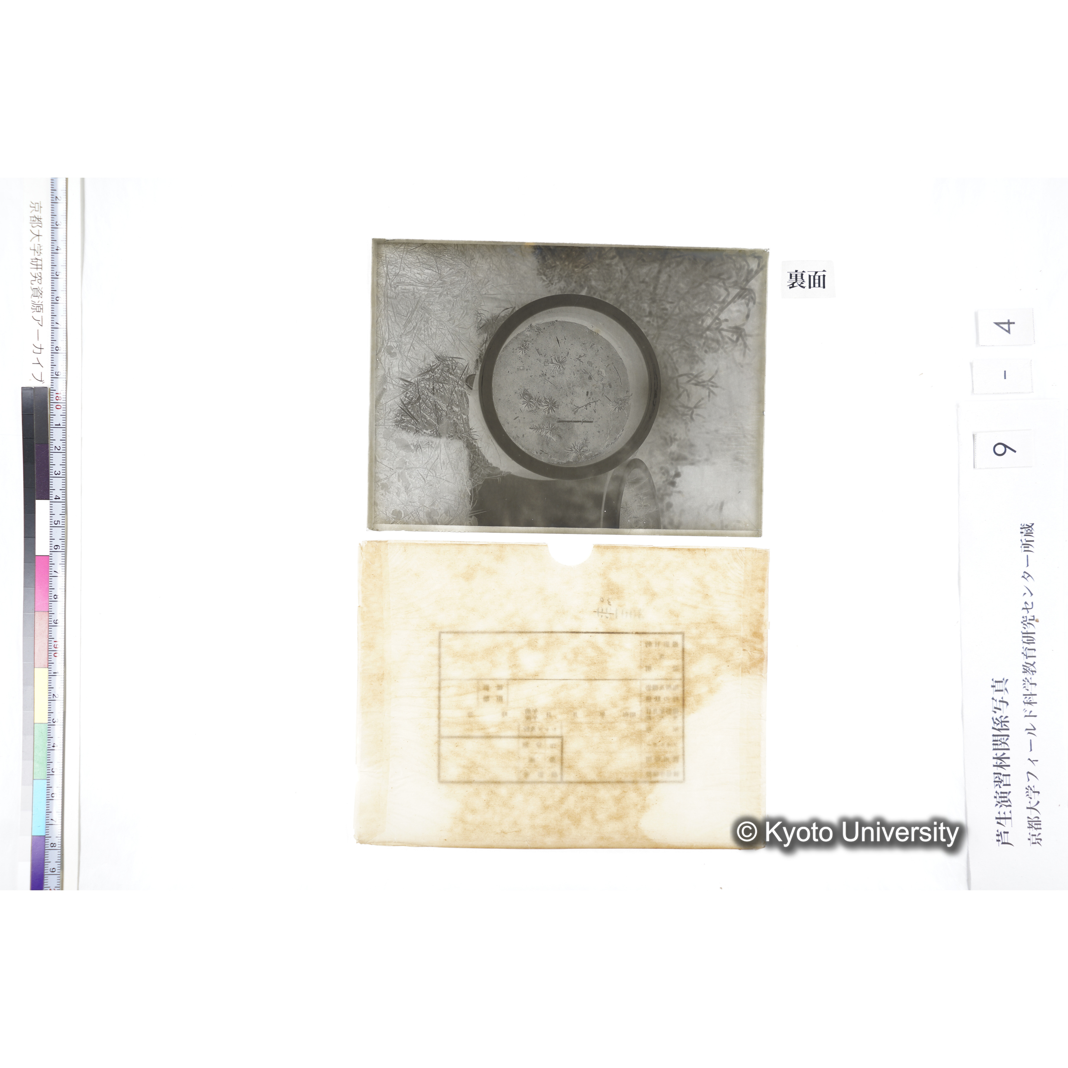 〔ポットの中の稚樹〕 (2)