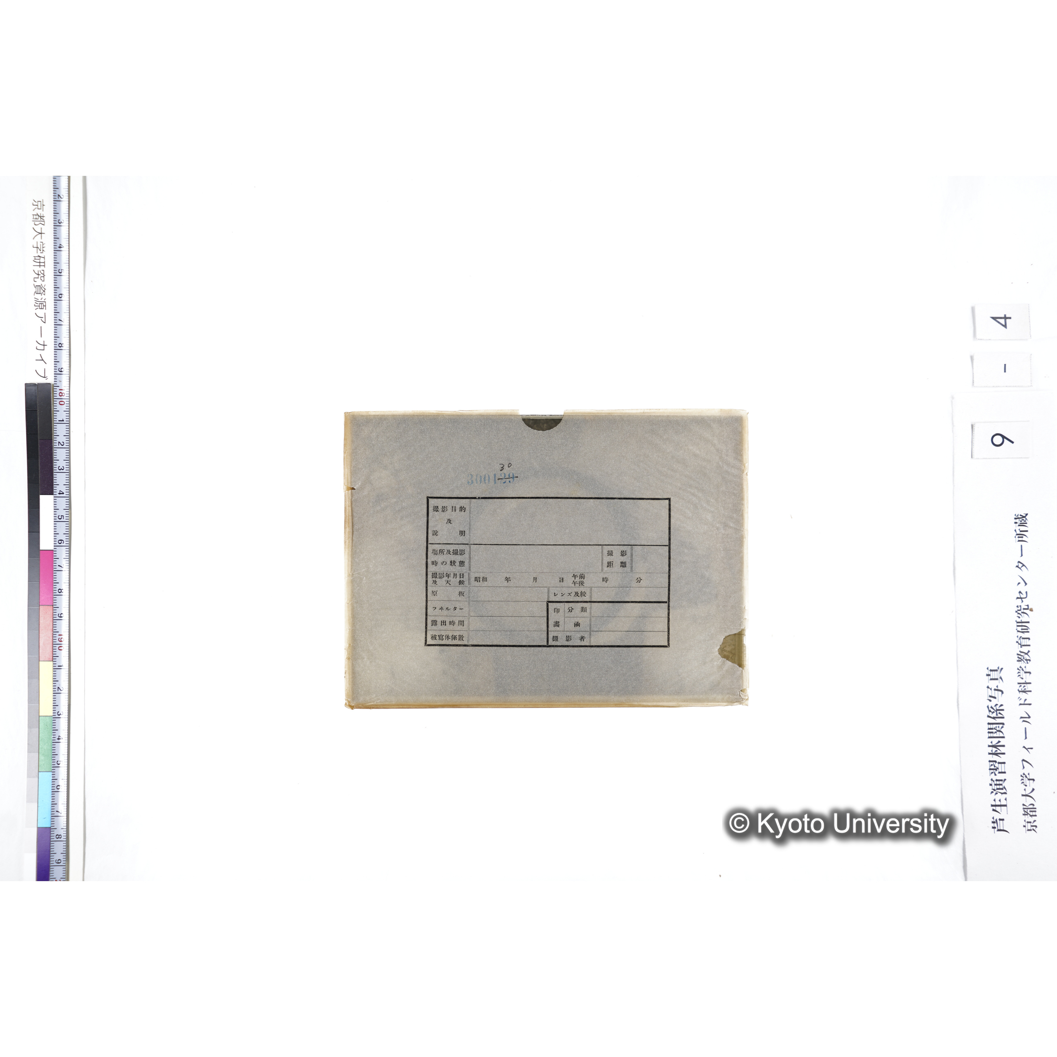 〔ポットの中の稚樹〕 (3)