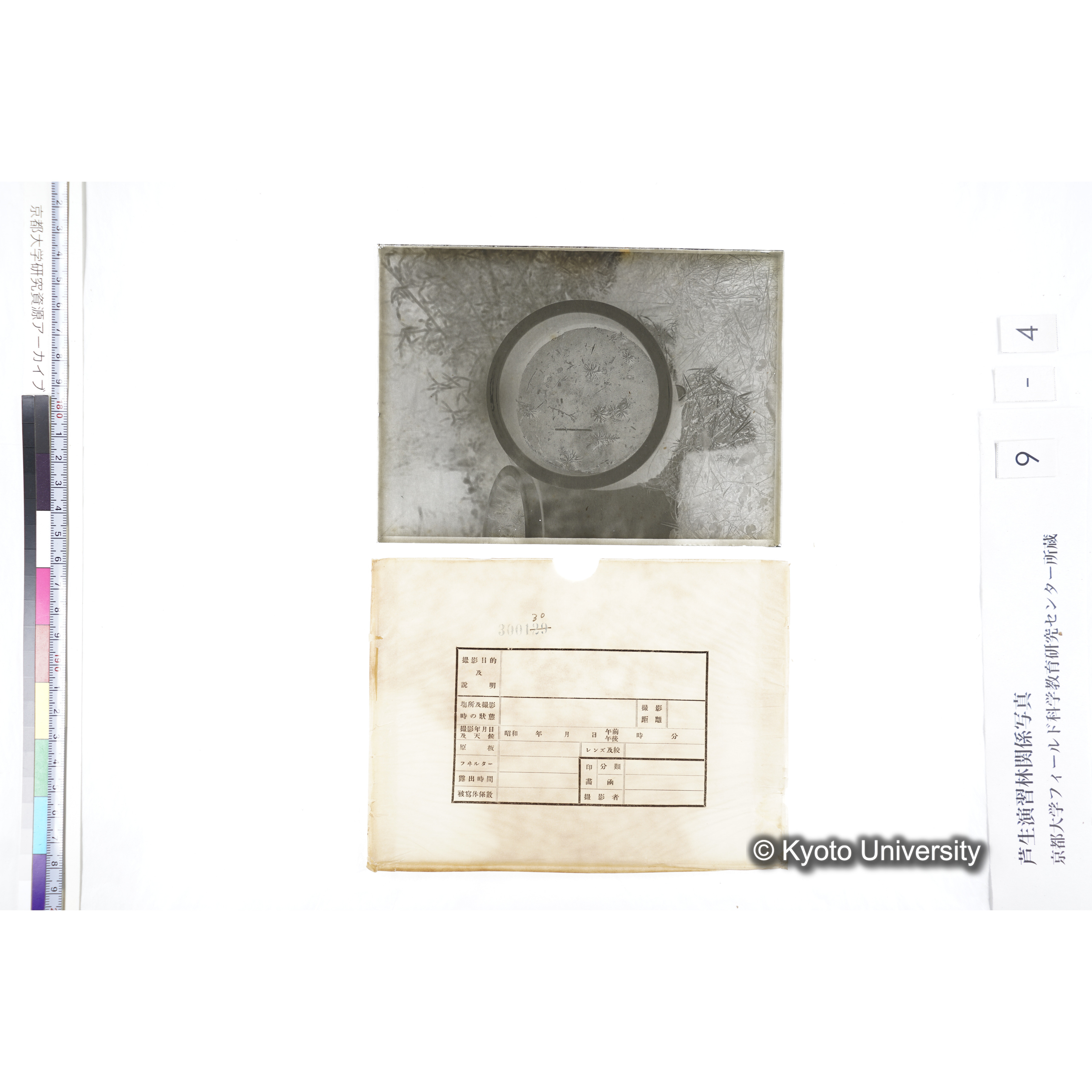 〔ポットの中の稚樹〕 (4)