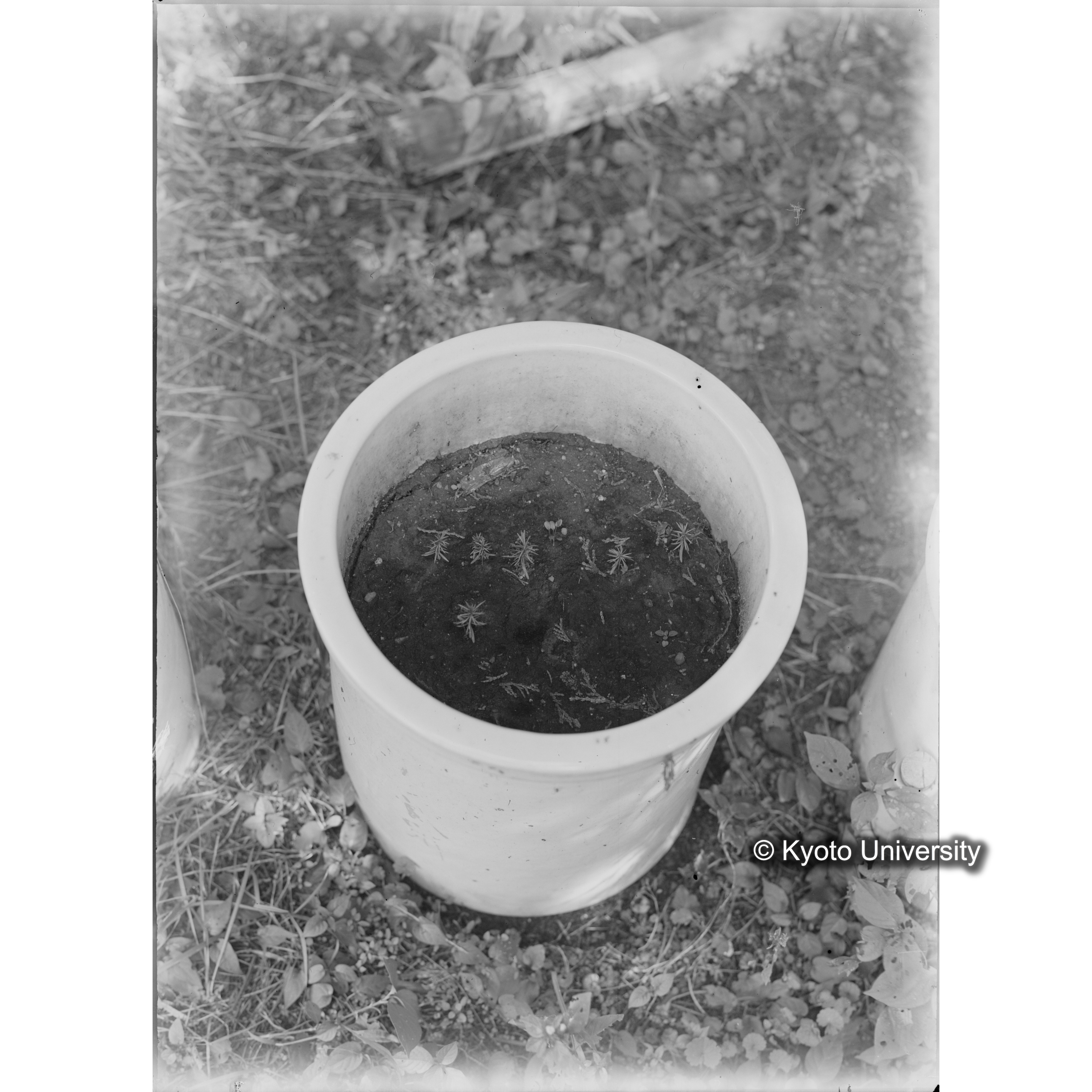 〔ポットの中の稚樹〕 (1)