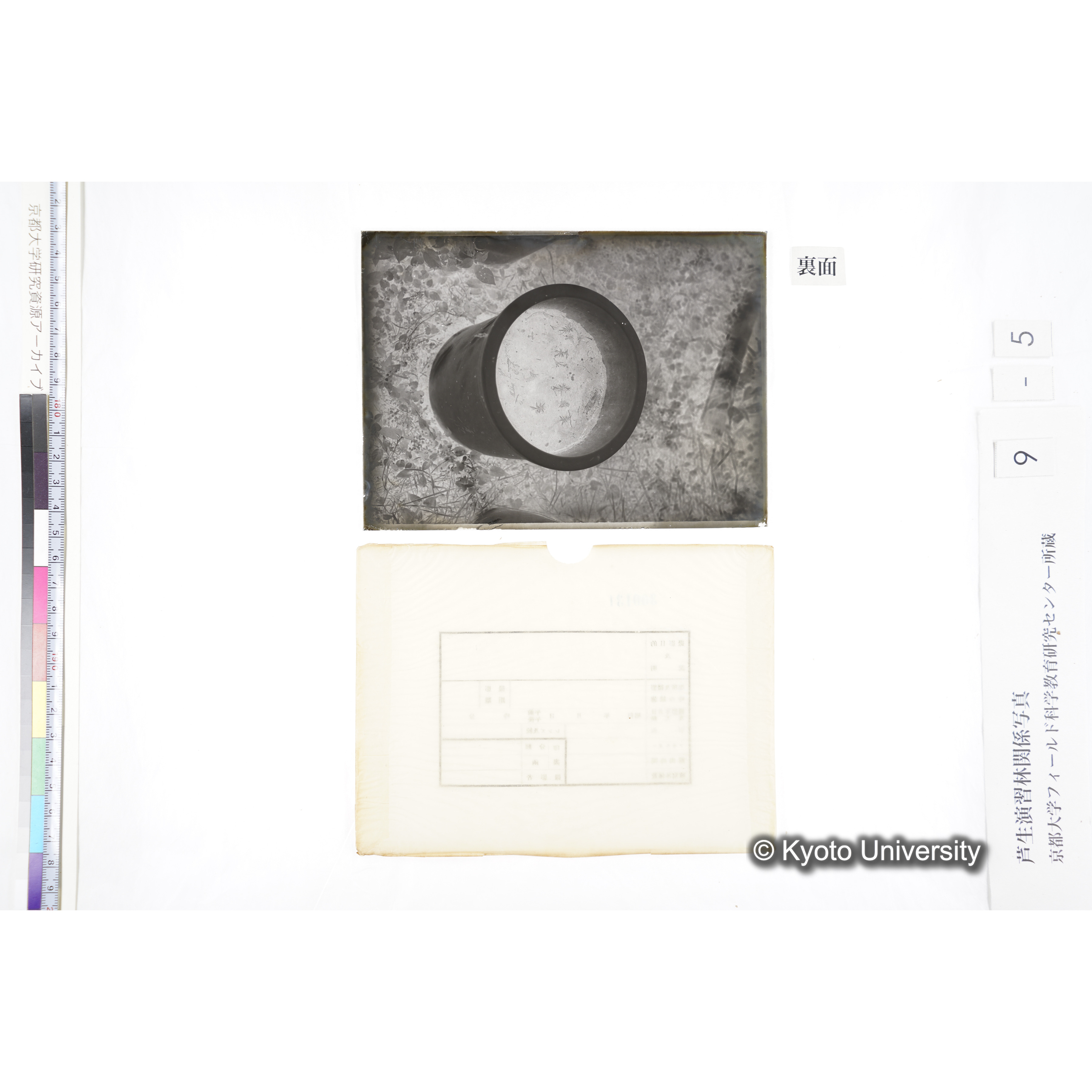 〔ポットの中の稚樹〕 (2)