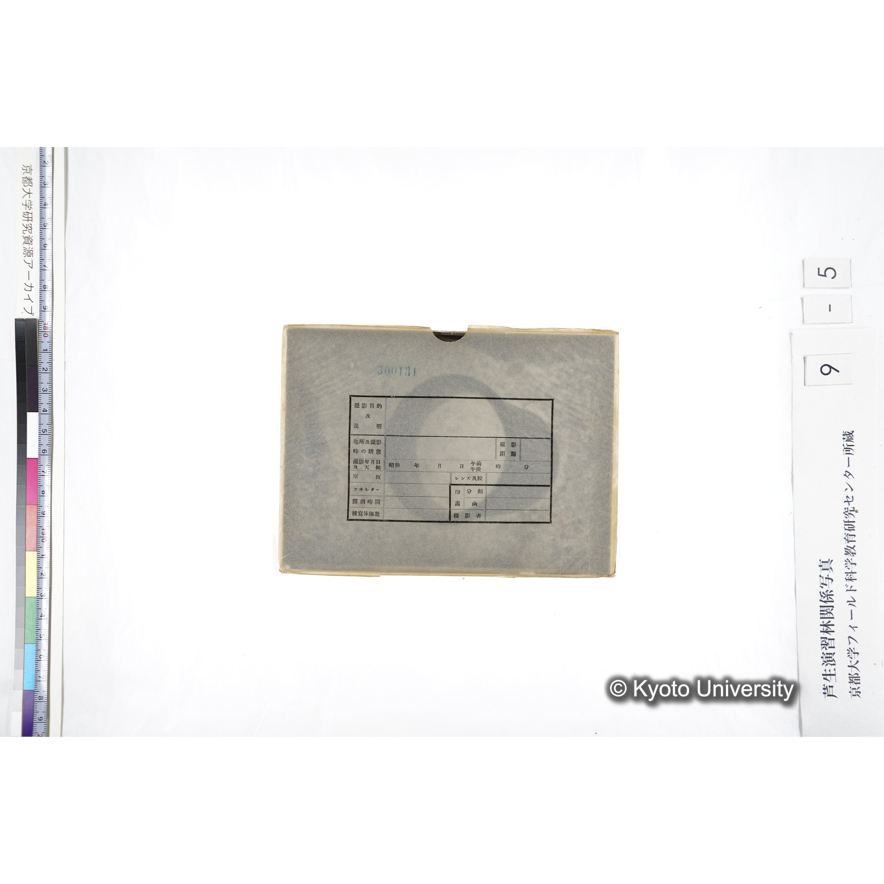 〔ポットの中の稚樹〕 (3)