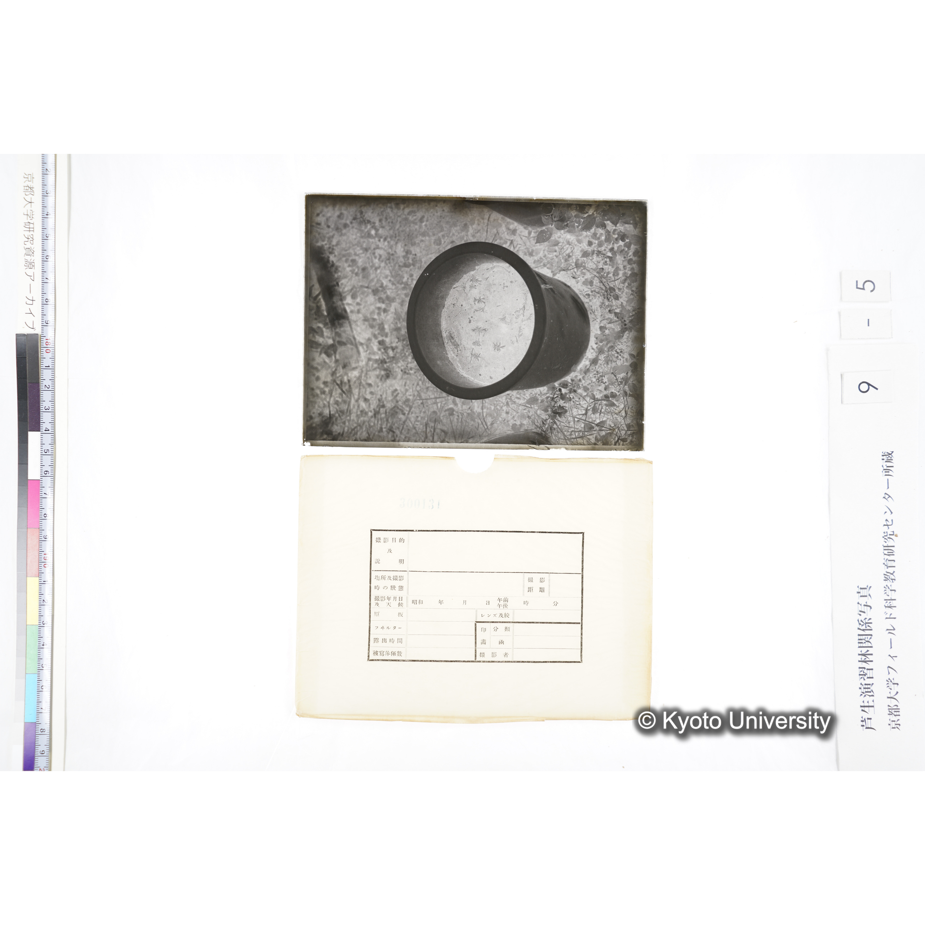 〔ポットの中の稚樹〕 (4)