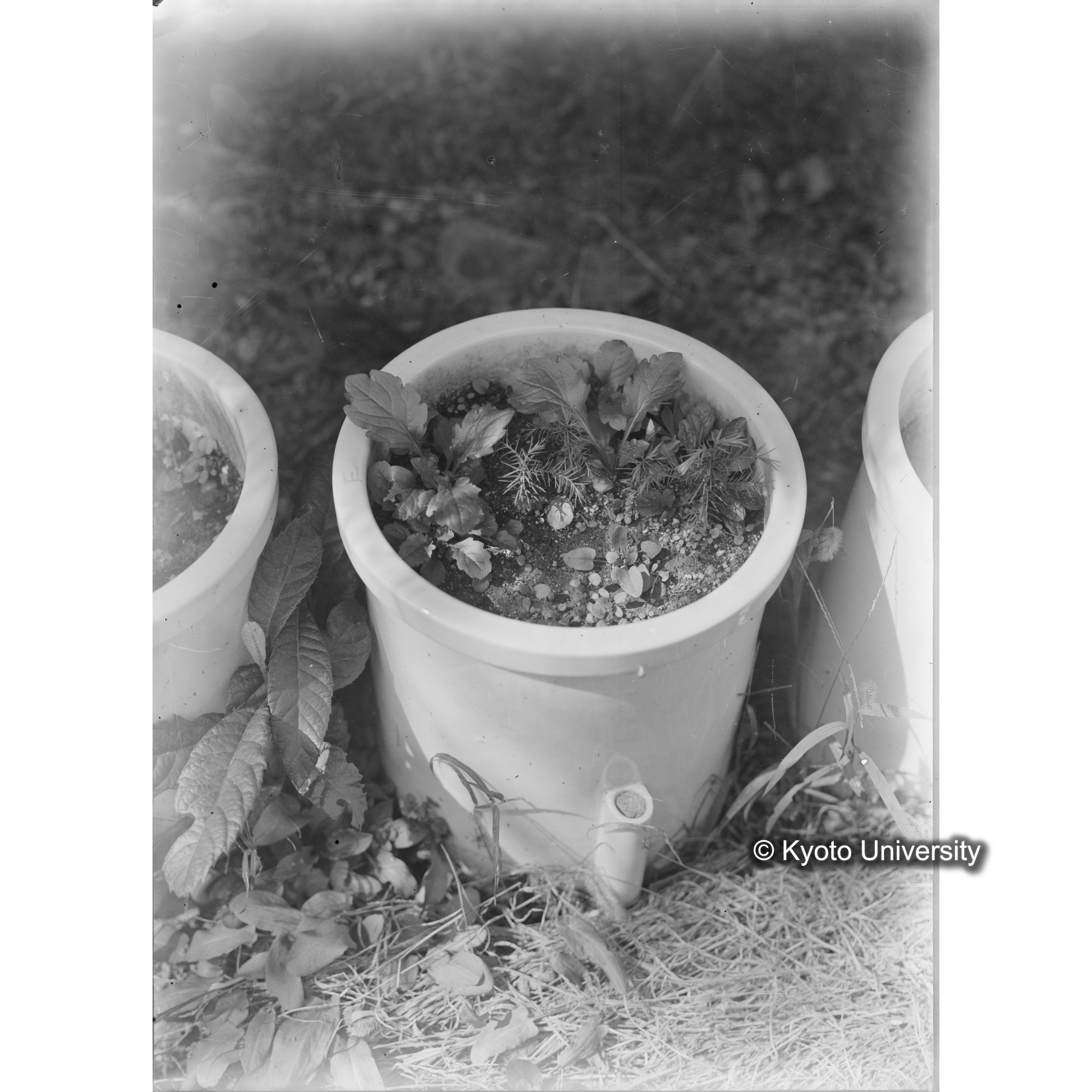 〔ポットの中の稚樹〕 (1)