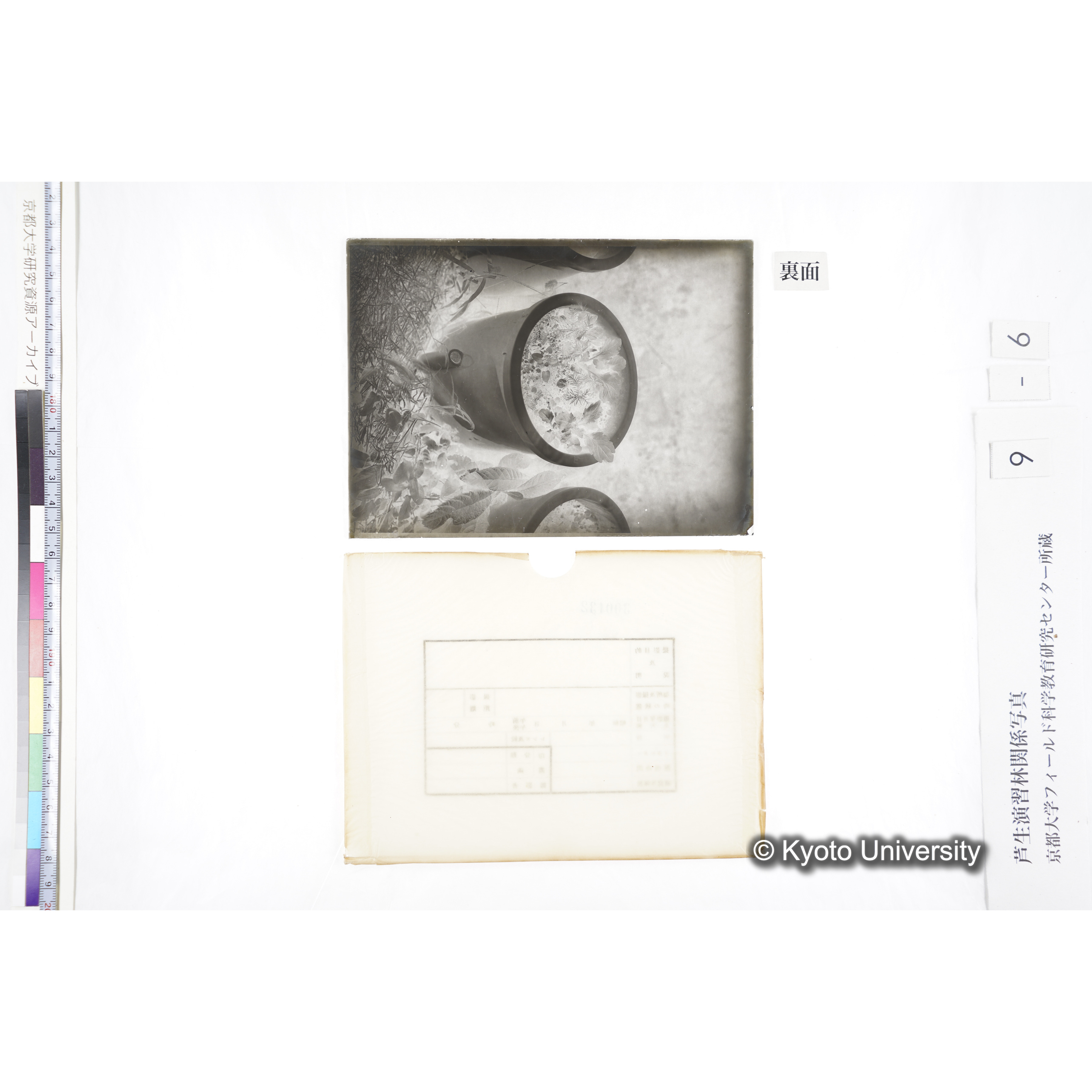 〔ポットの中の稚樹〕 (2)