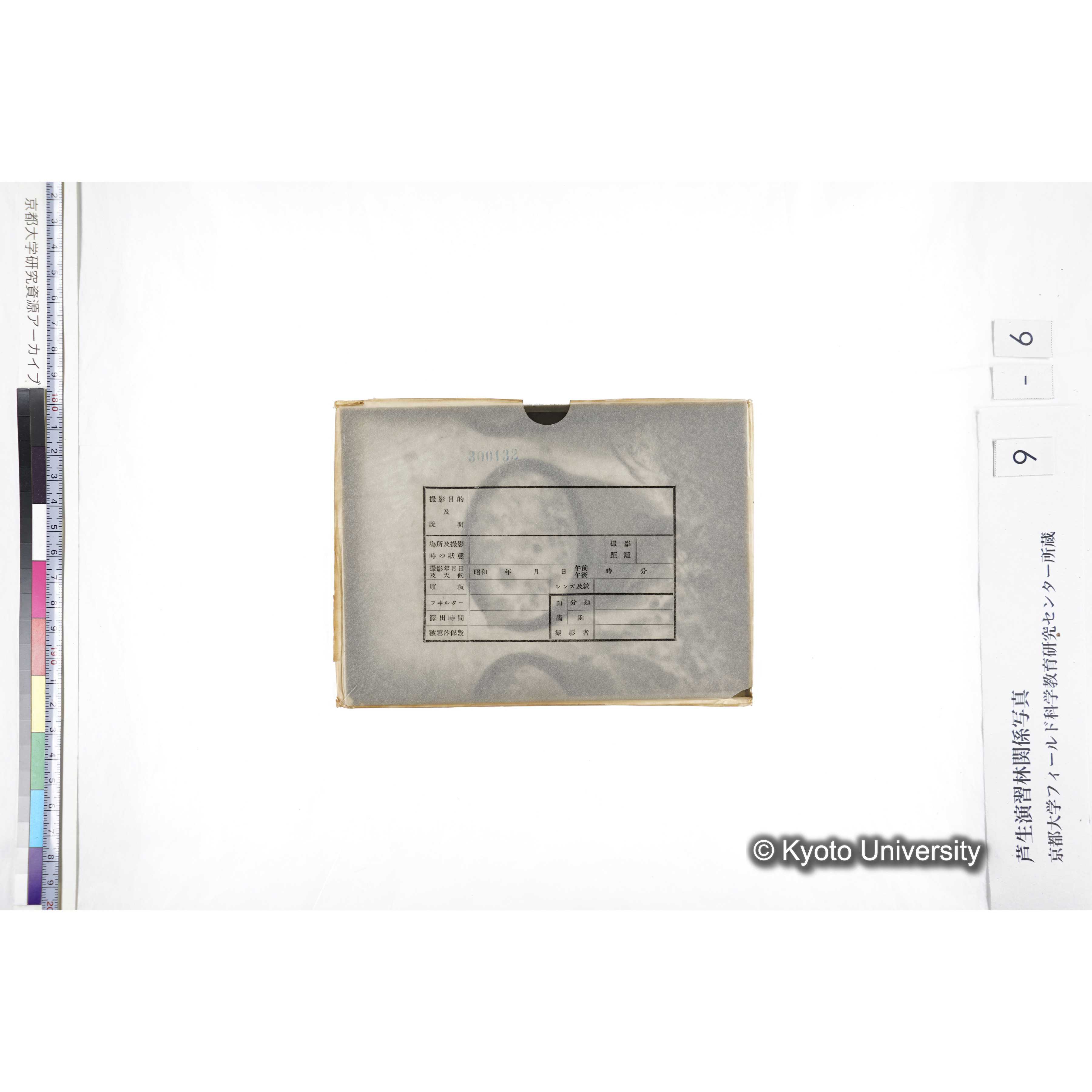 〔ポットの中の稚樹〕 (3)