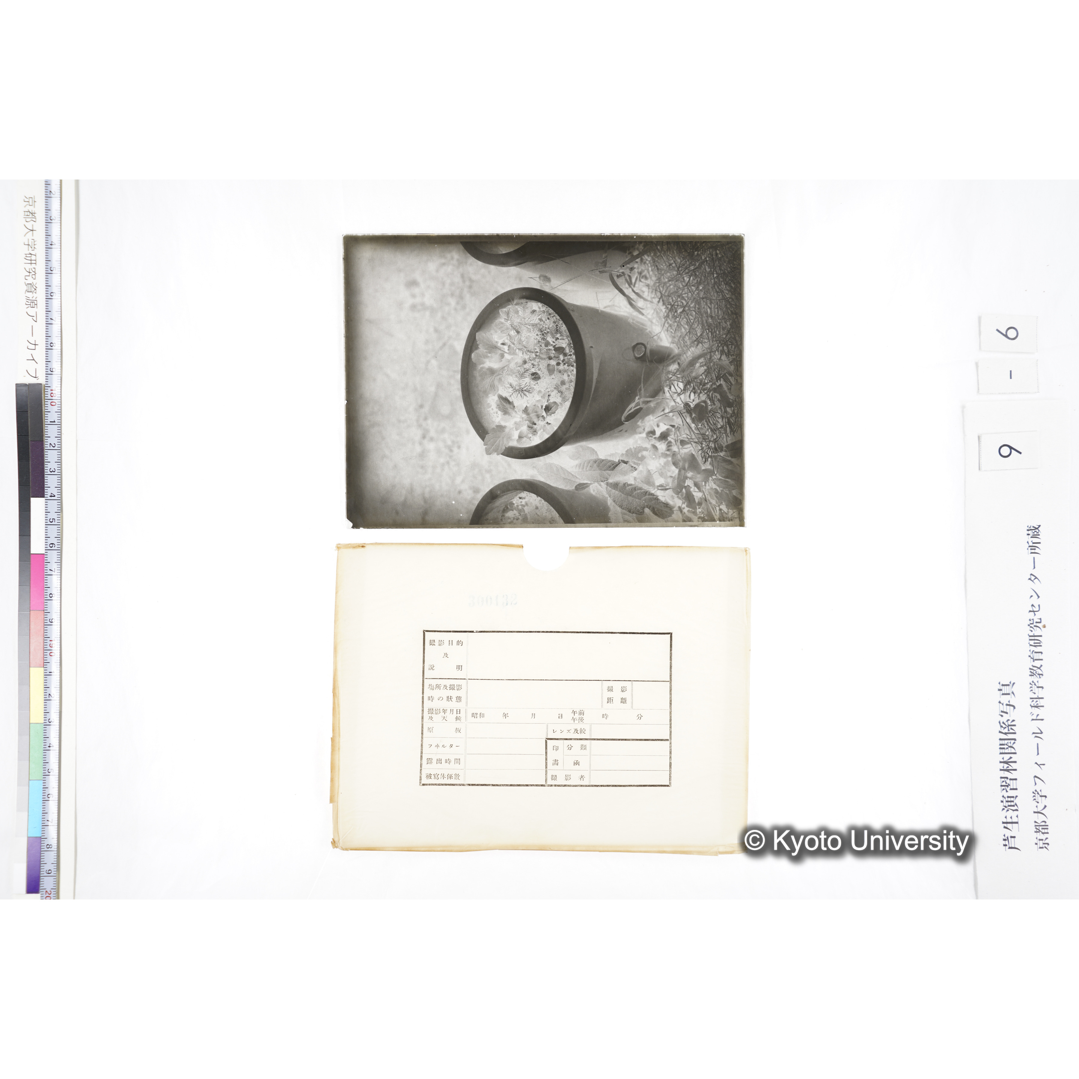 〔ポットの中の稚樹〕 (4)