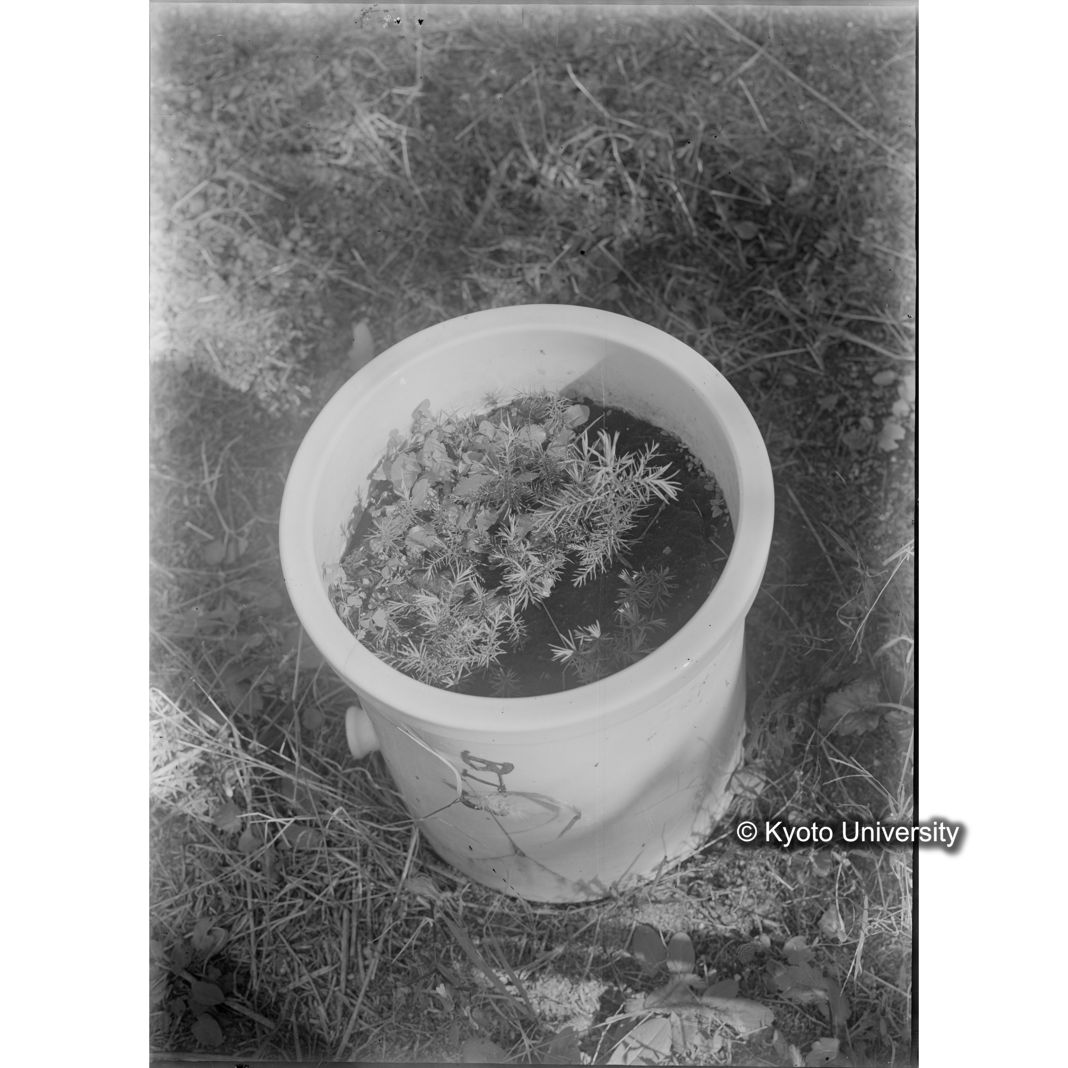 〔ポットの中の稚樹〕 (1)