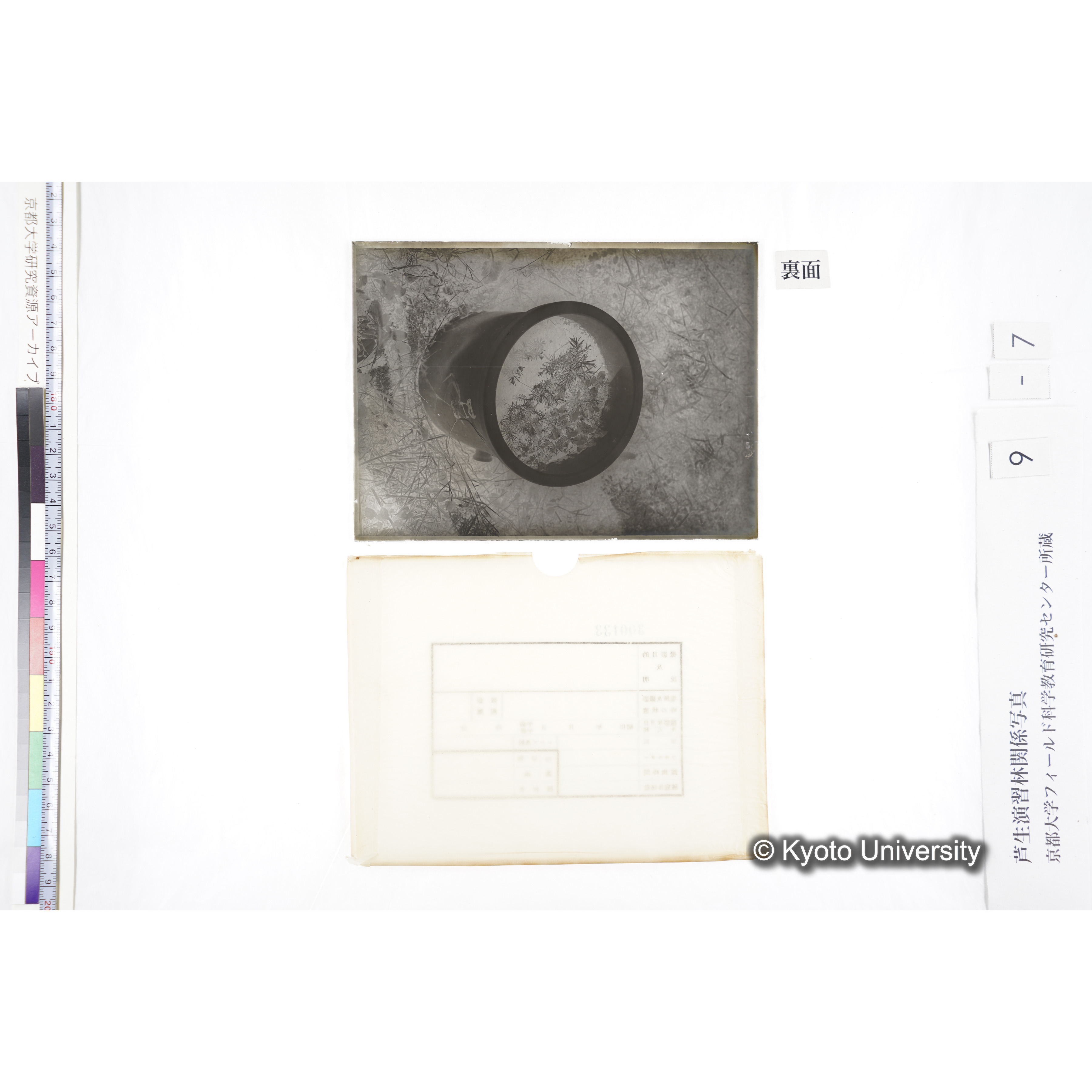 〔ポットの中の稚樹〕 (2)