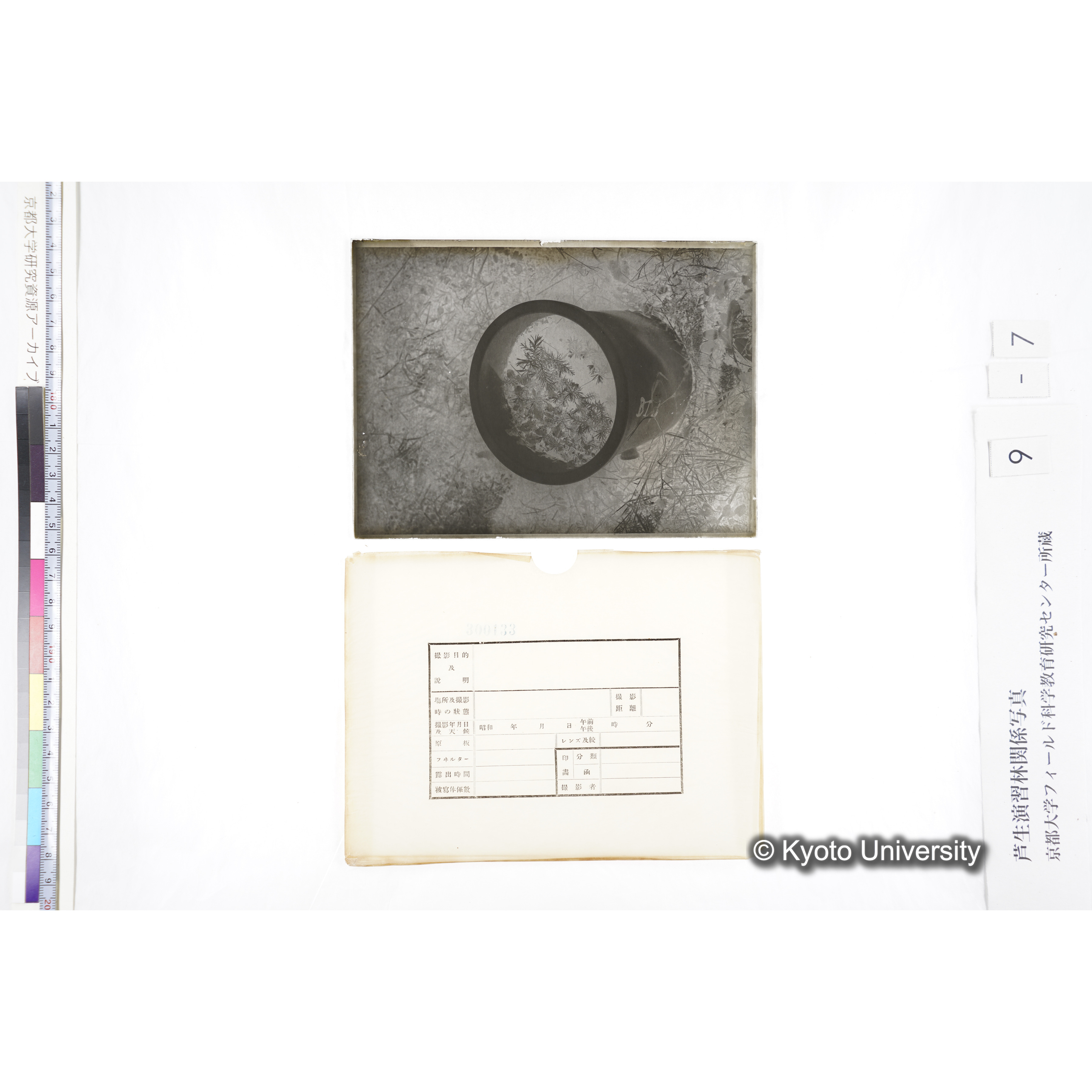 〔ポットの中の稚樹〕 (4)