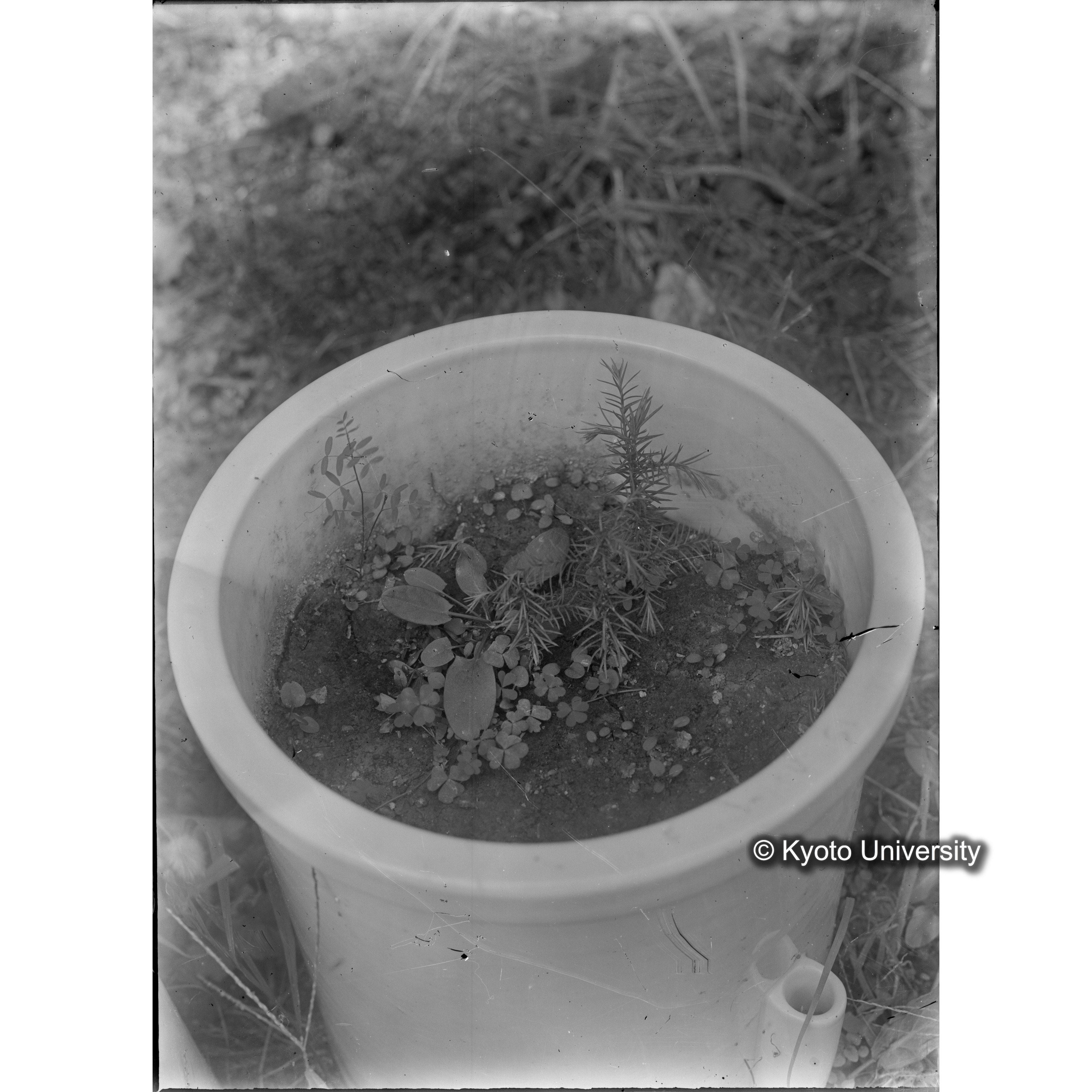 〔ポットの中の稚樹〕 (1)