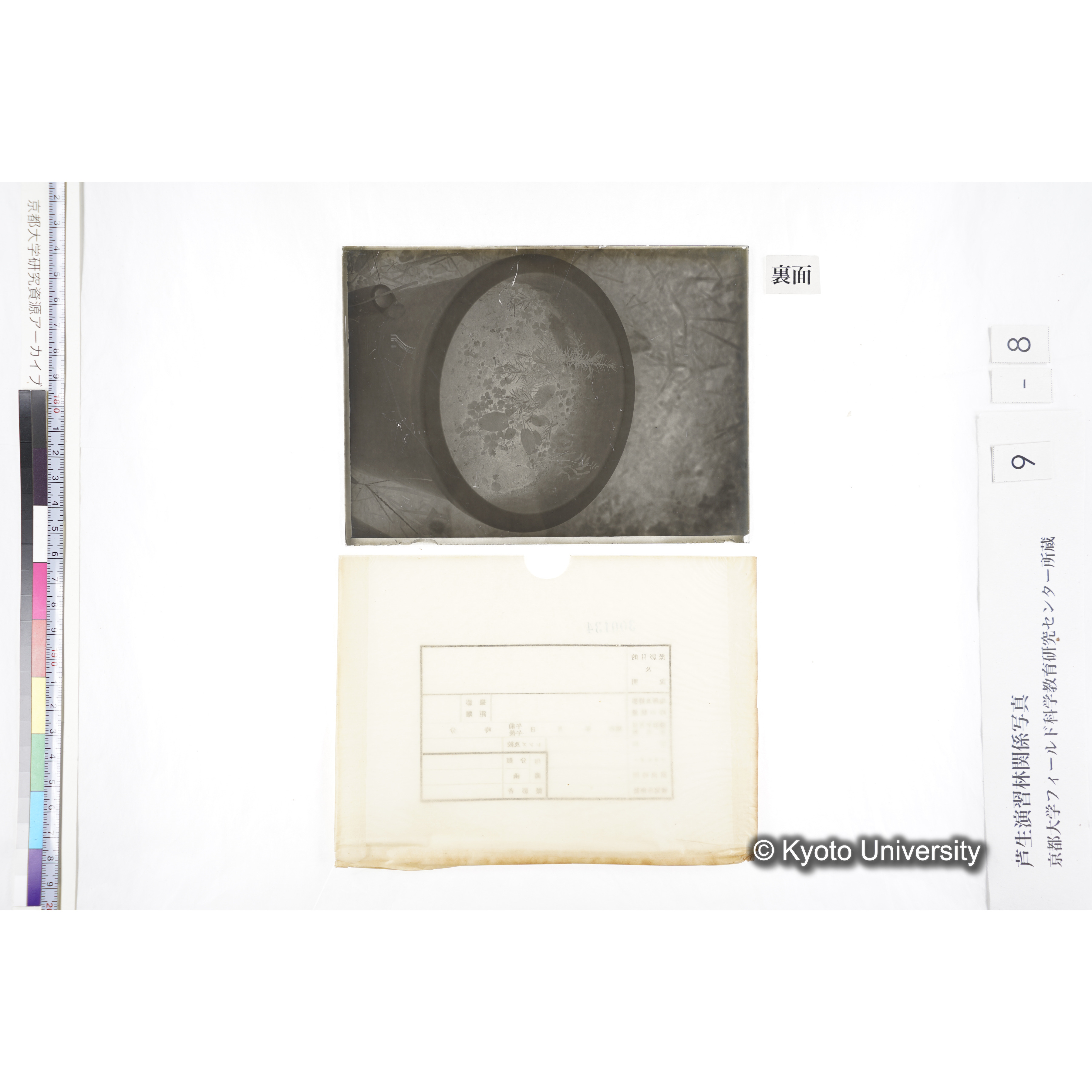 〔ポットの中の稚樹〕 (2)