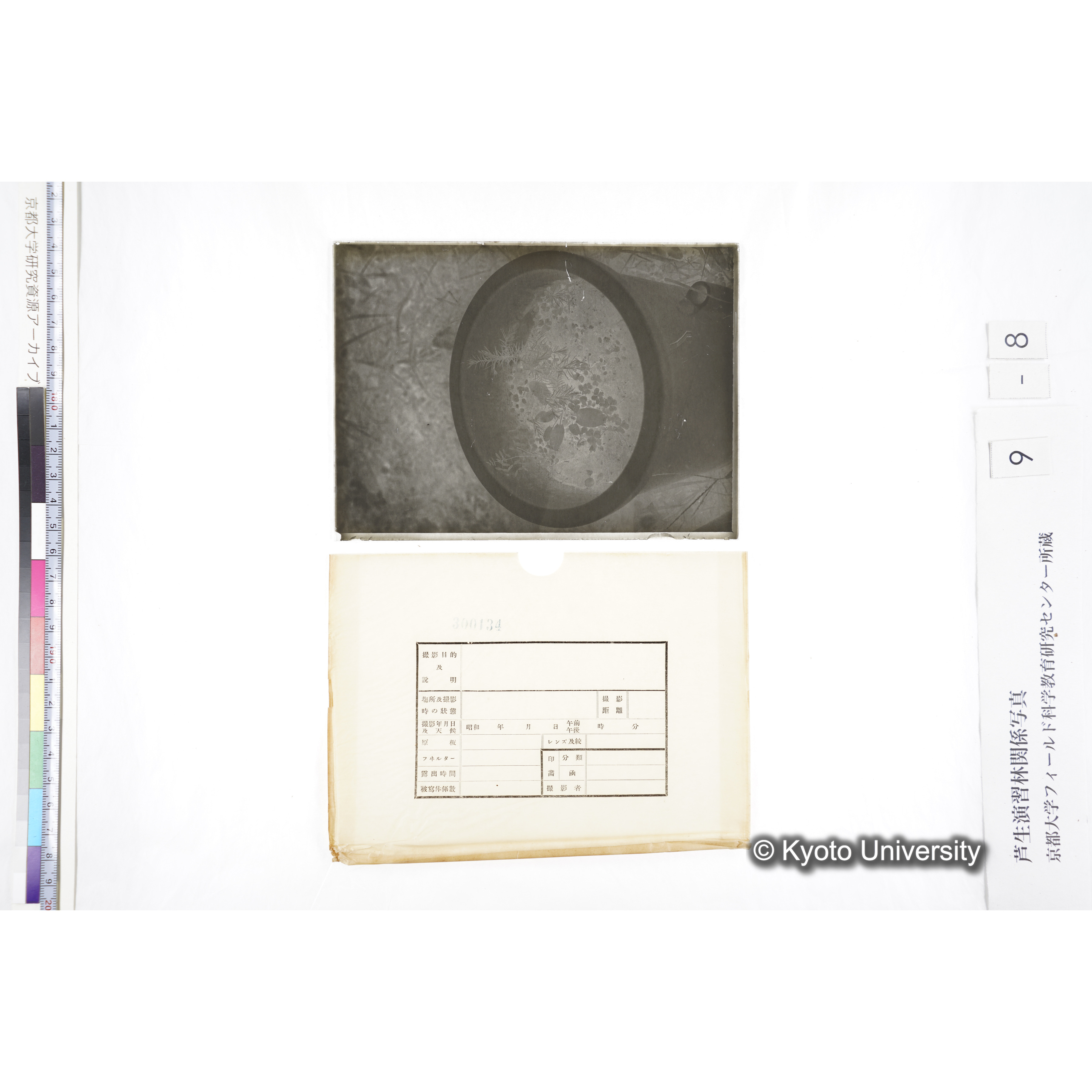 〔ポットの中の稚樹〕 (3)