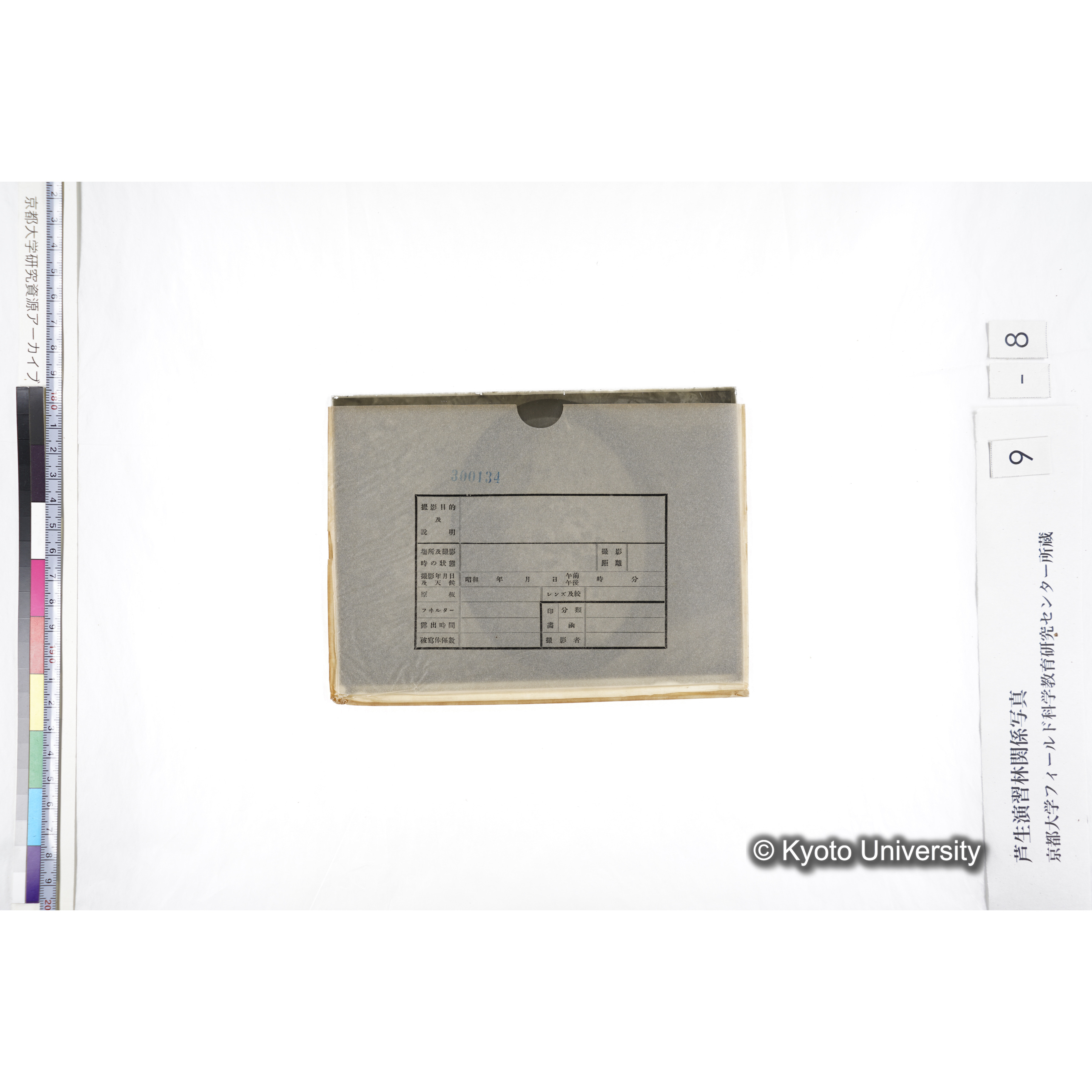 〔ポットの中の稚樹〕 (4)