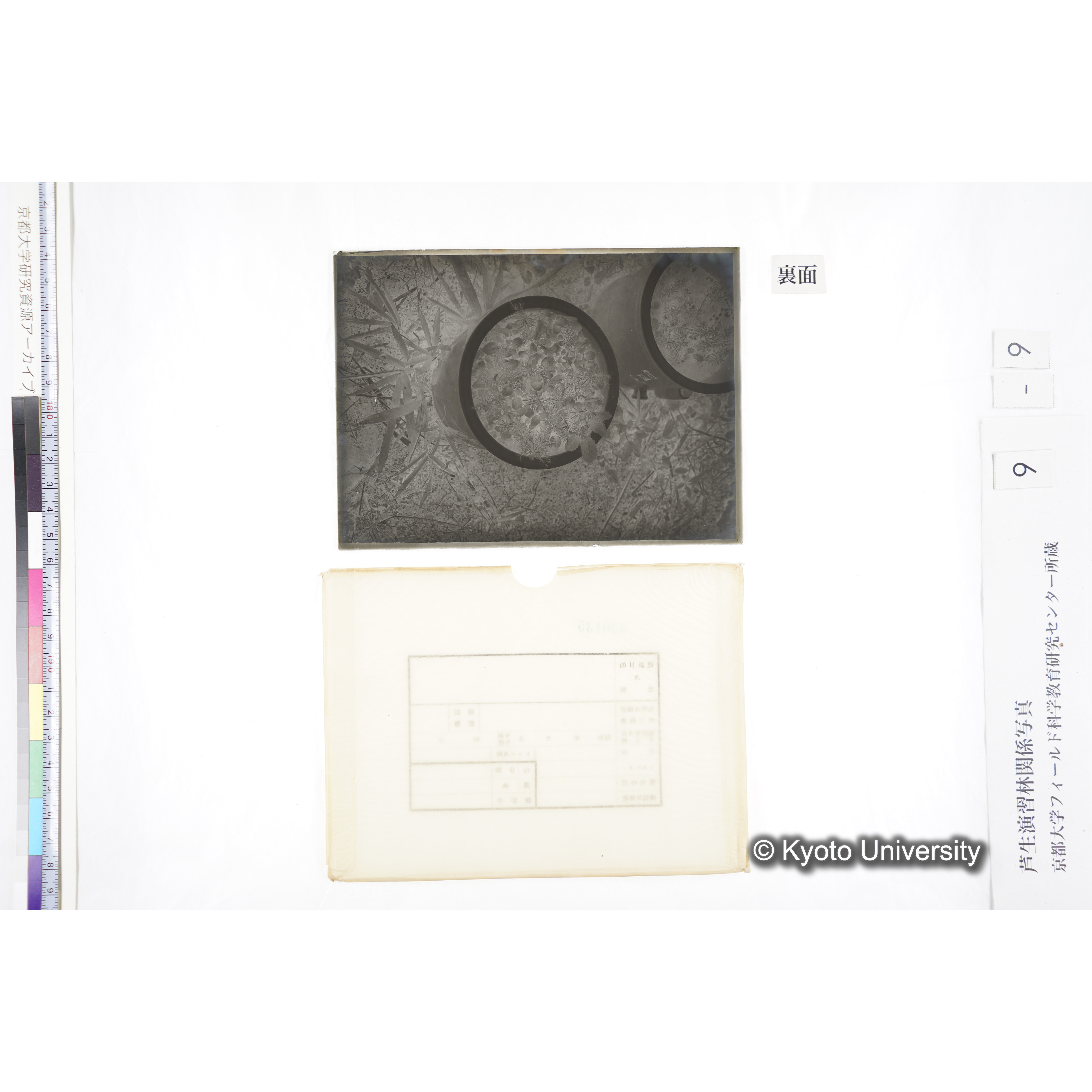 〔ポットの中の稚樹〕 (2)