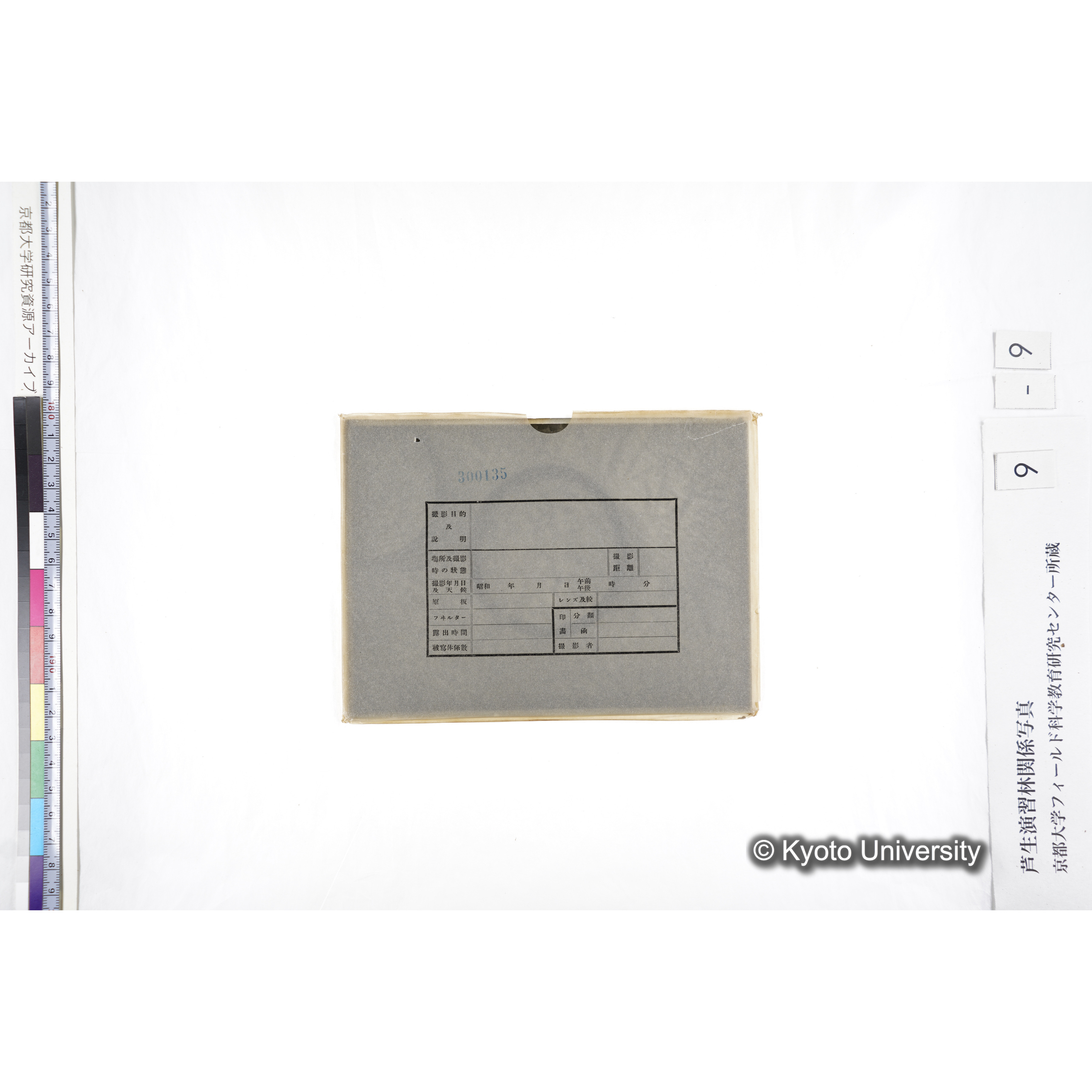 〔ポットの中の稚樹〕 (3)