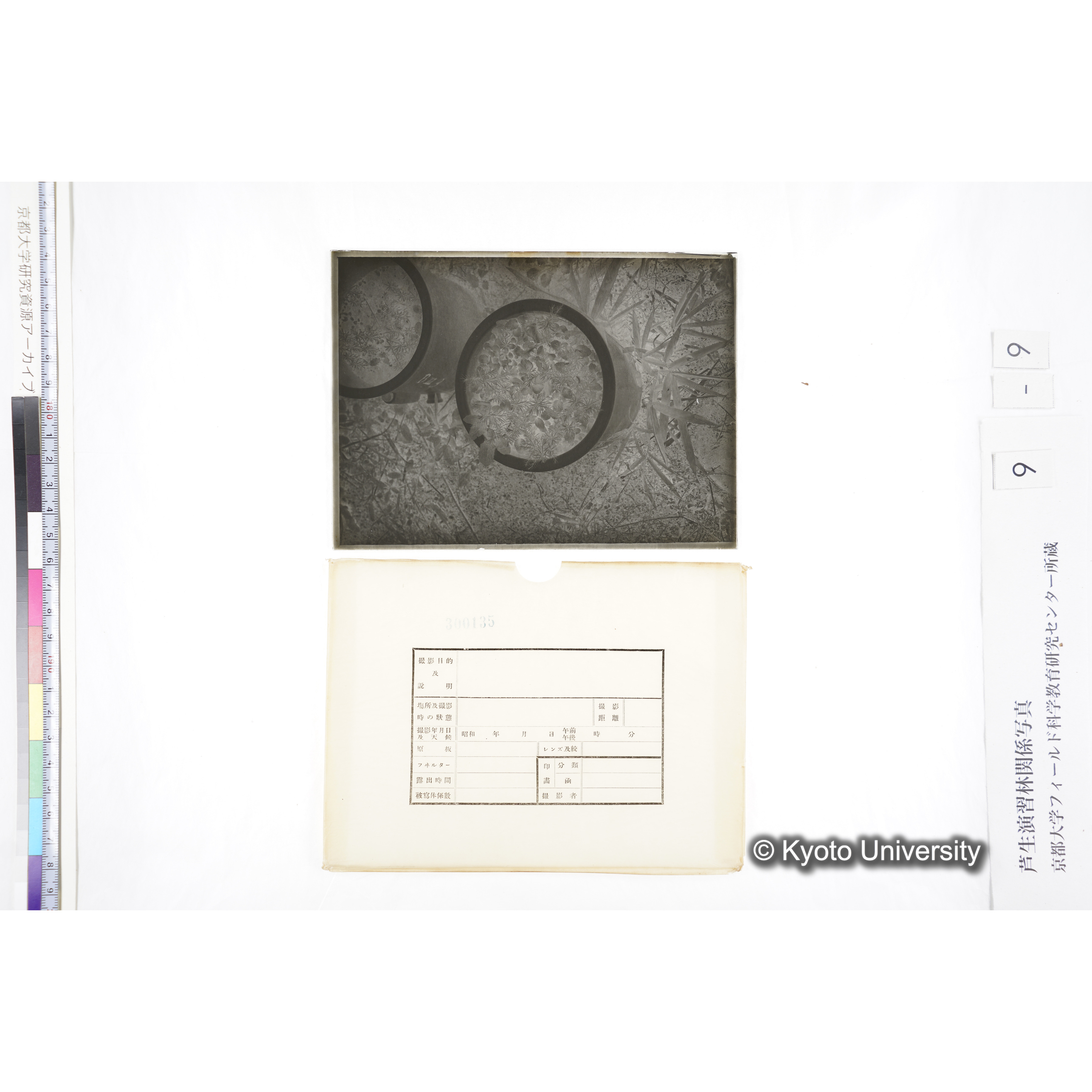 〔ポットの中の稚樹〕 (4)