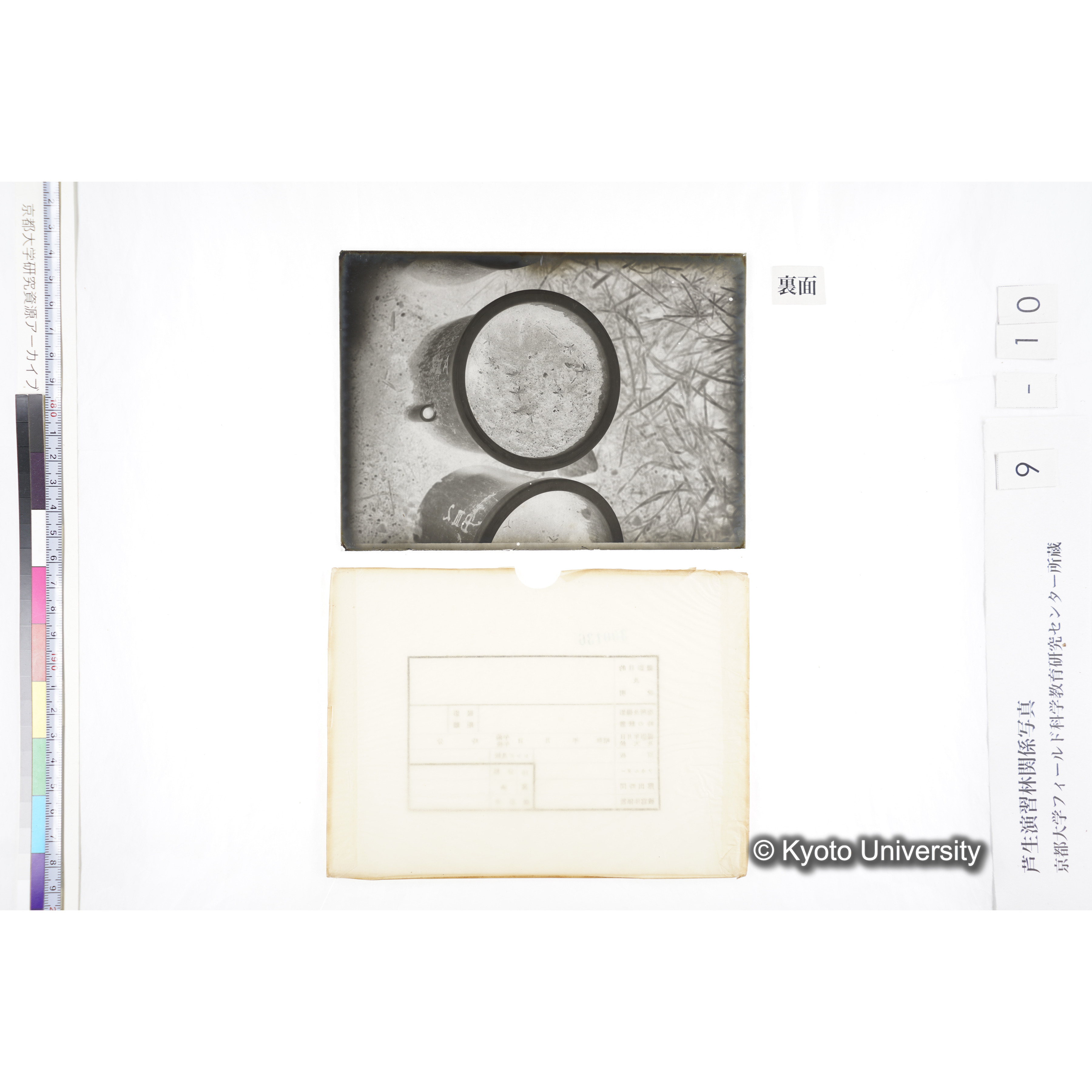 〔ポットの中の稚樹〕 (2)